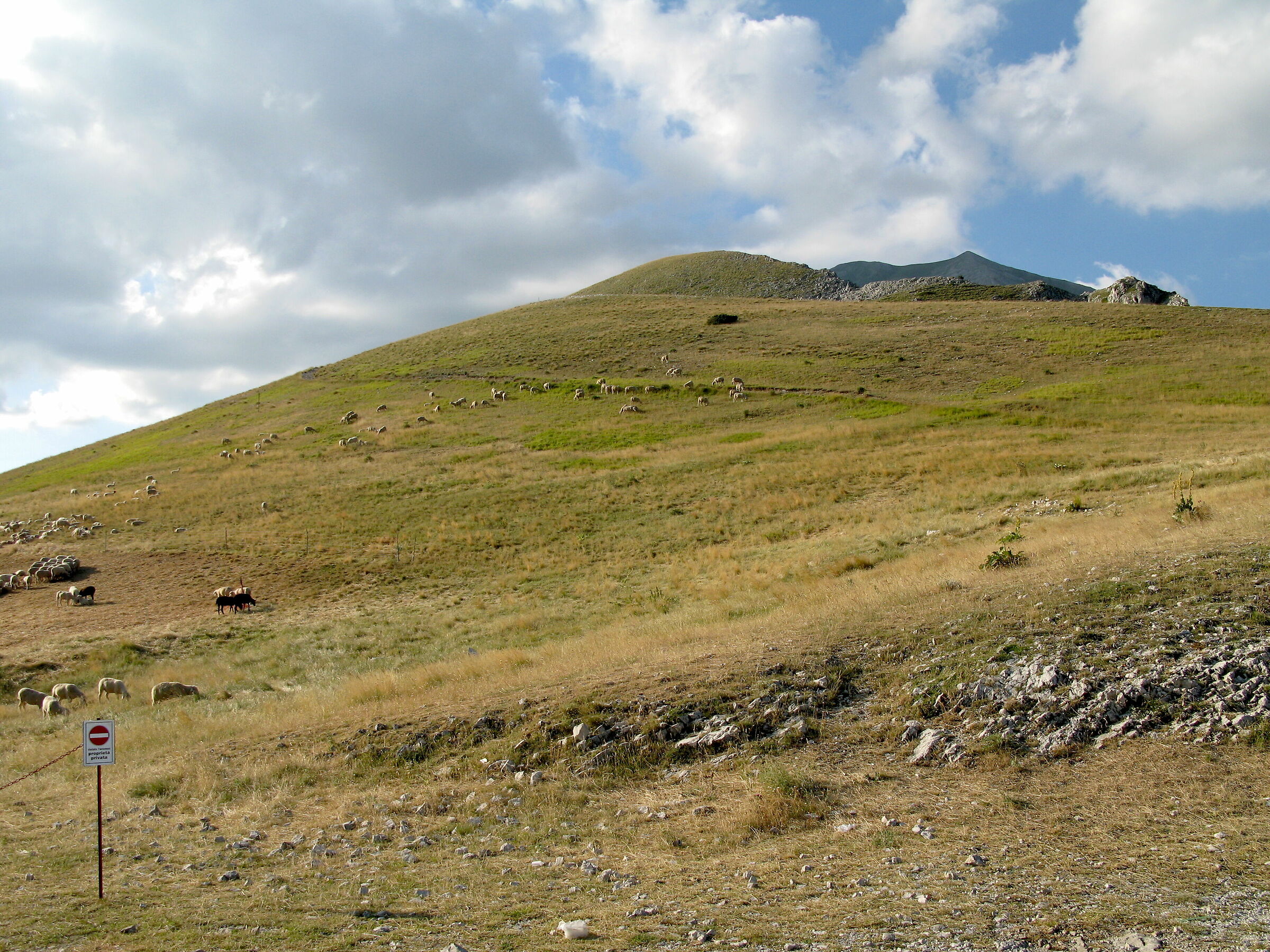 Proprietà privata degli ovini a Forca di Presta.