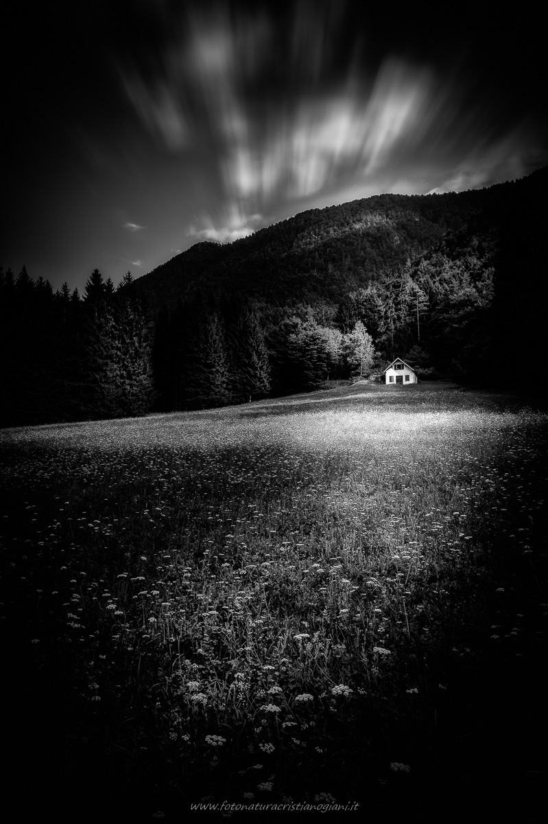 Between forest and meadow