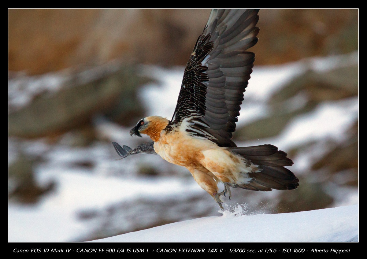 Bearded Vulture taking off