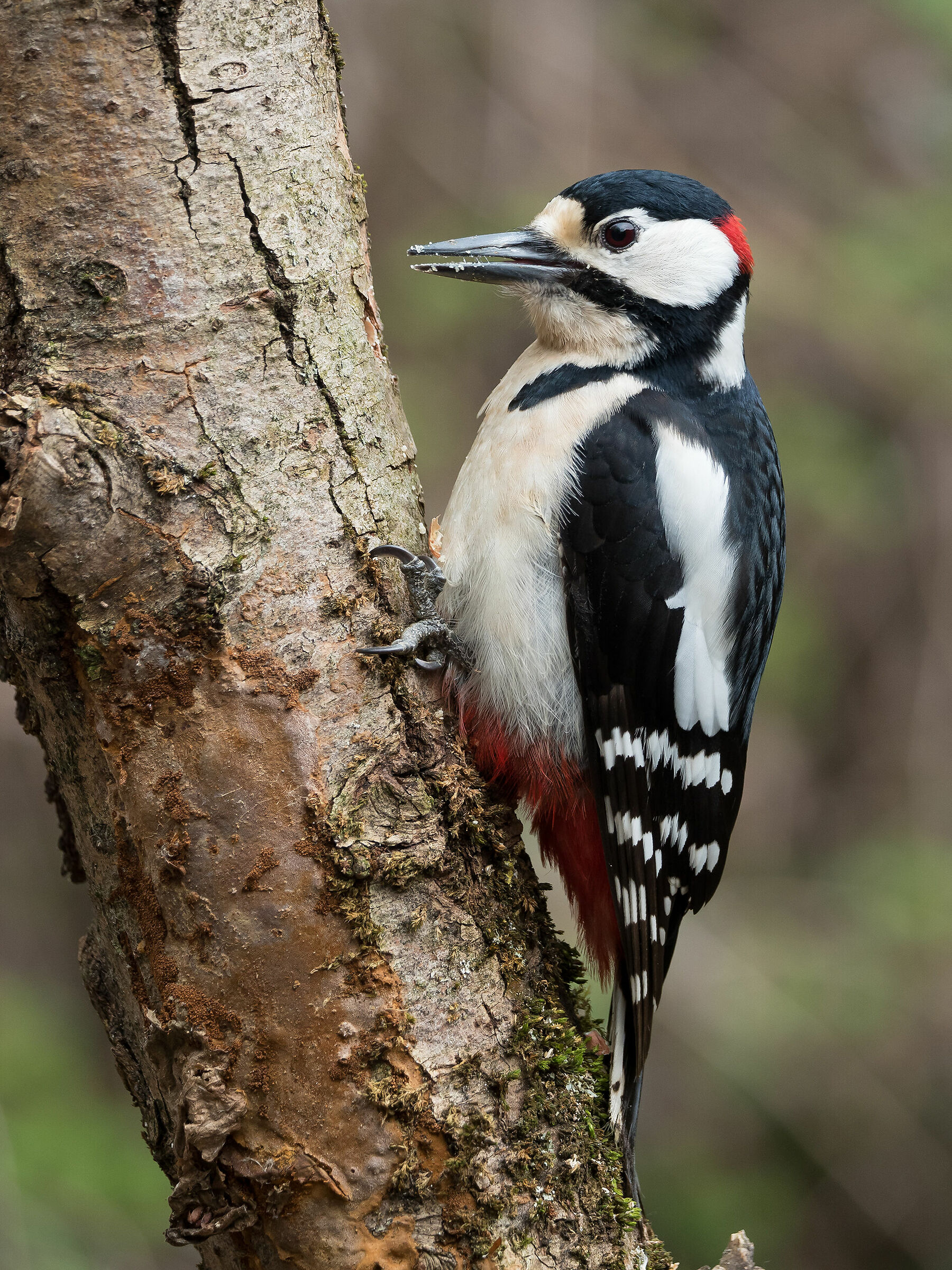 Male Major Red Woodpecker