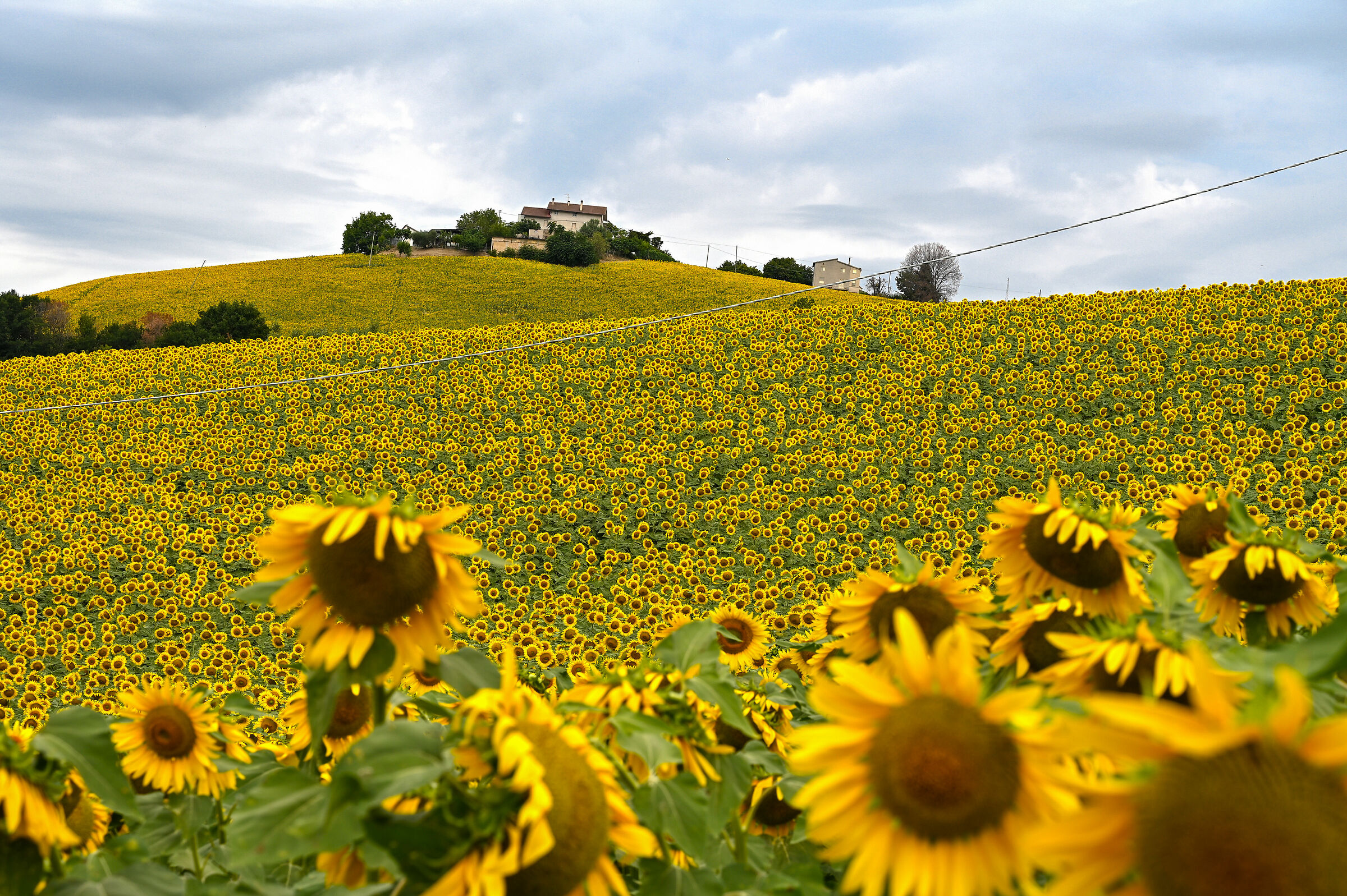 Home among the Sunflowers .... Marche landscape.
