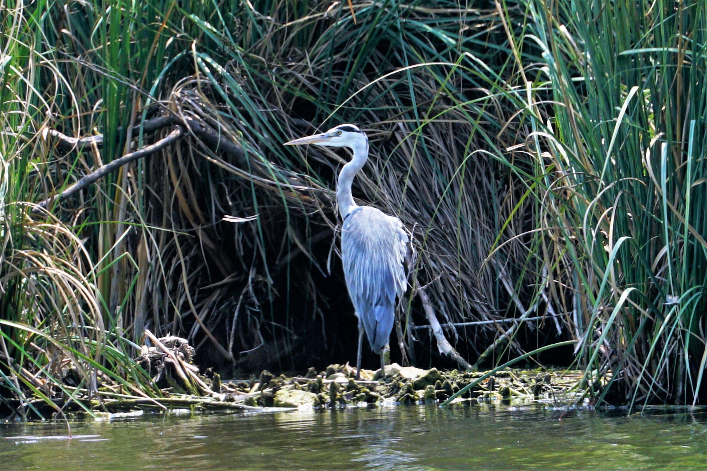 heron near the nest