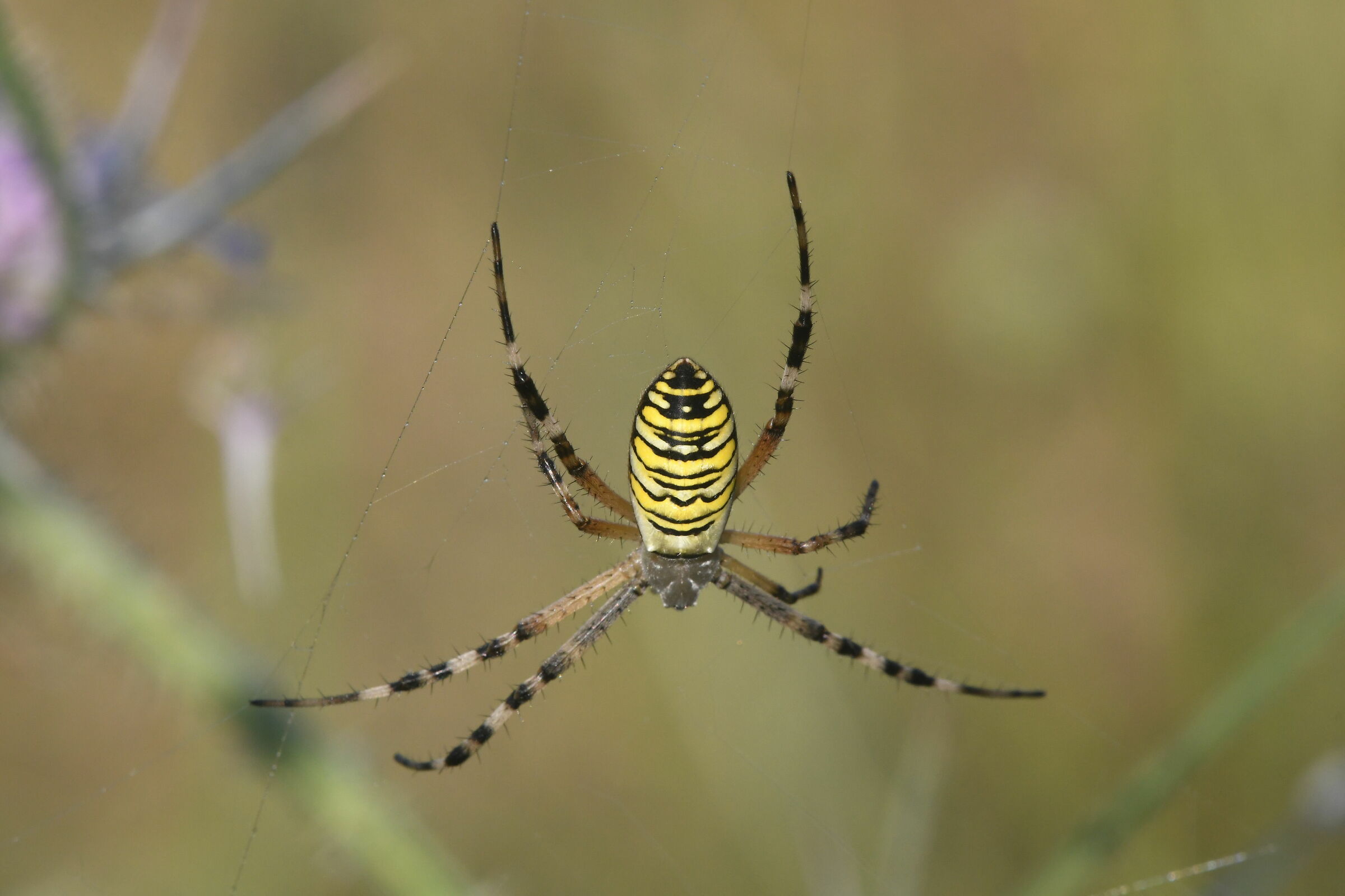 Argyope bruennichi (ragno vespa)