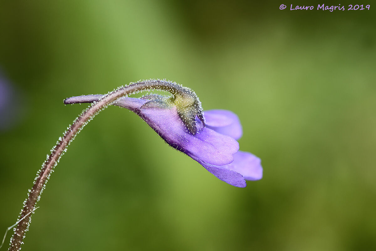 Erba unta comune (Pinguicula vulgaris L)