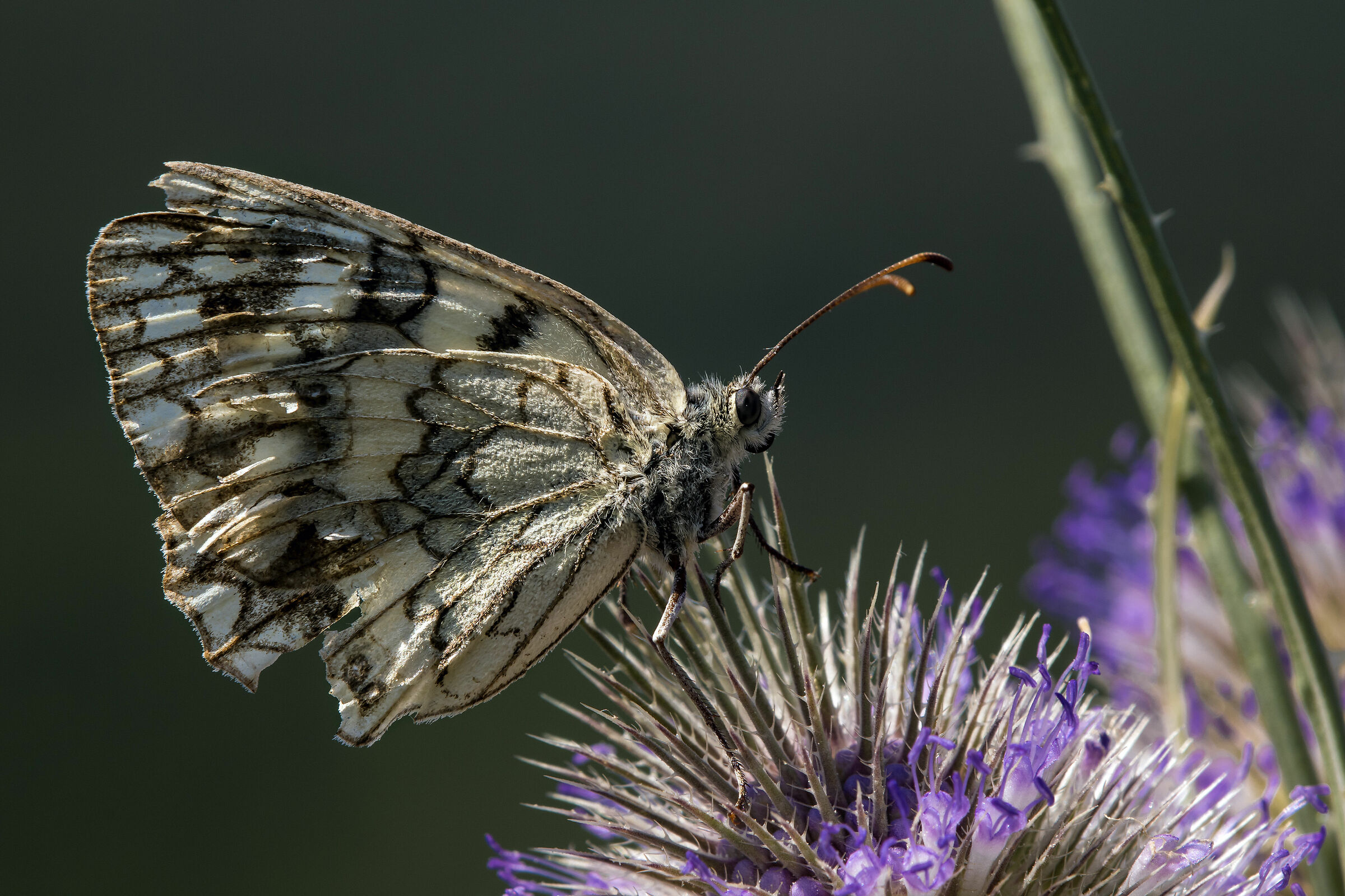 Melanargia galathea