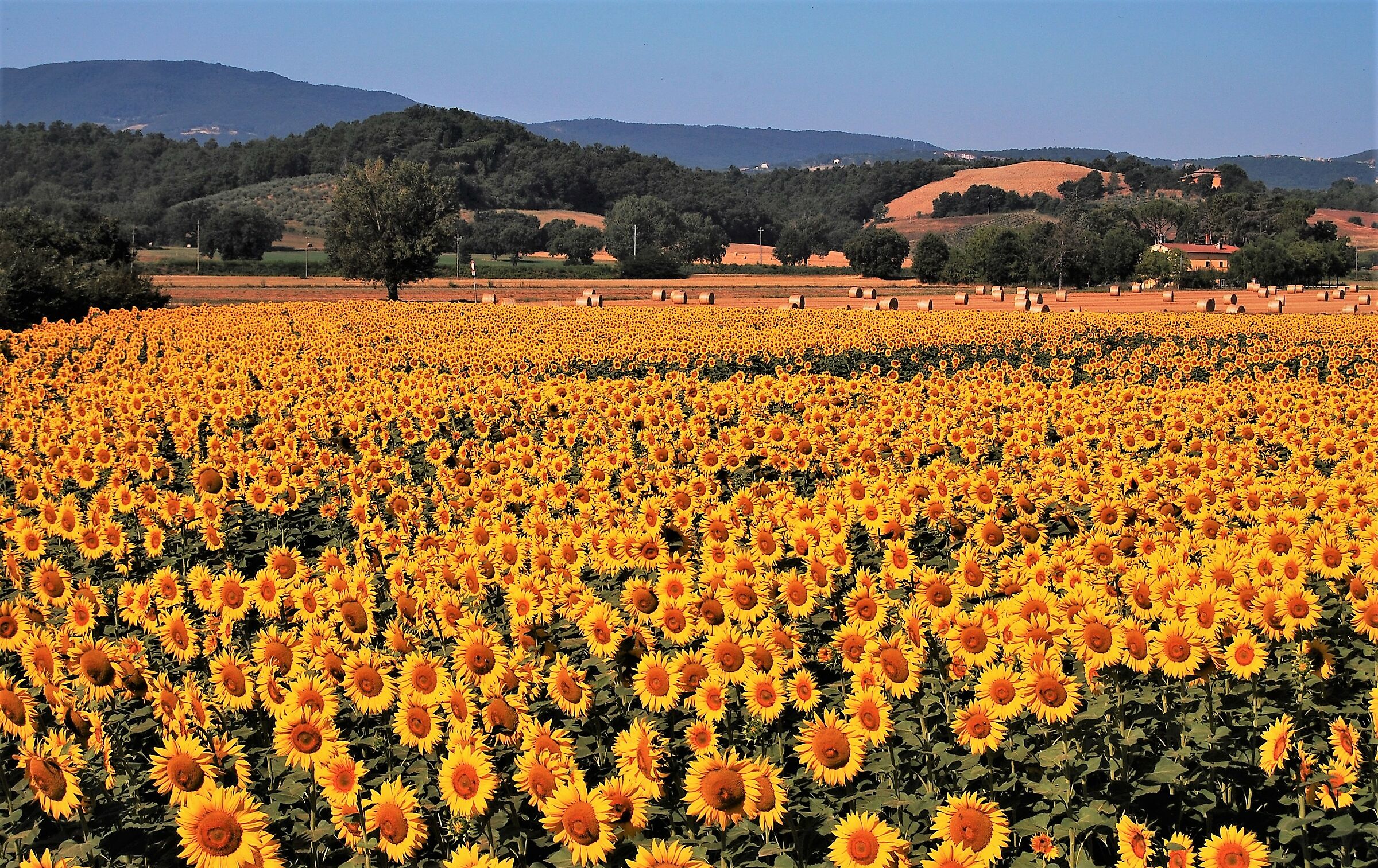 I girasoli della Val di Chiana