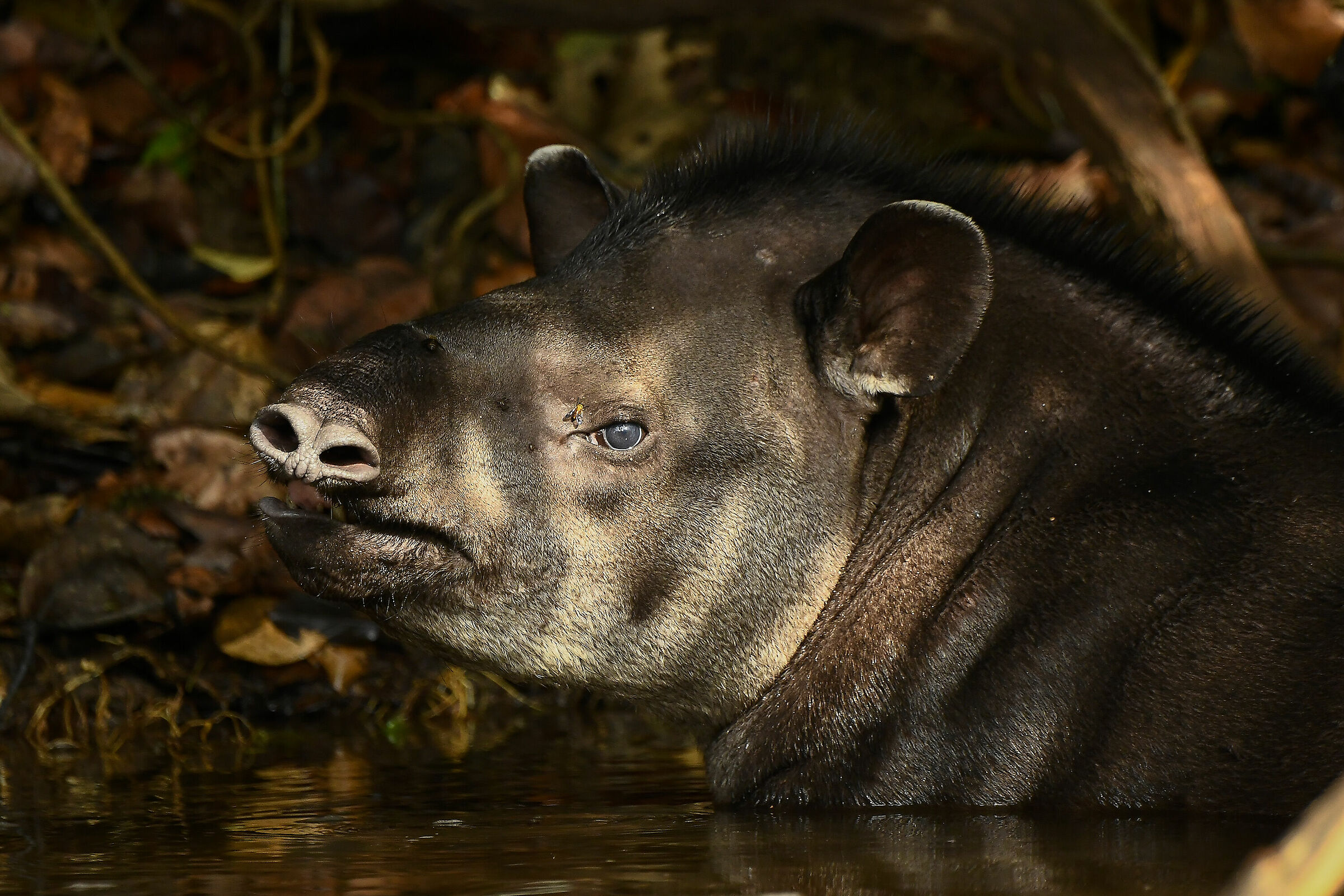 Tapiro