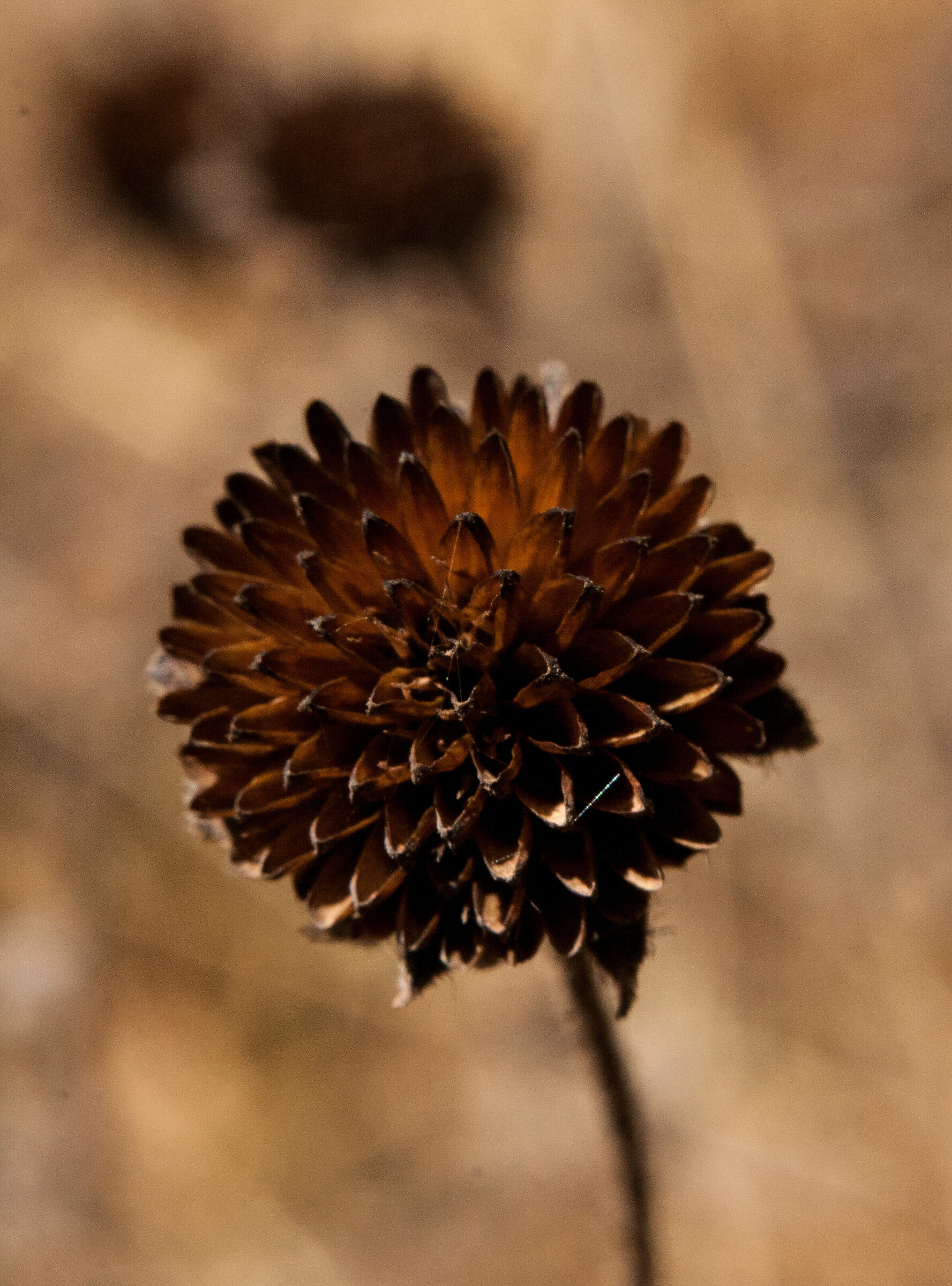 Dry flower