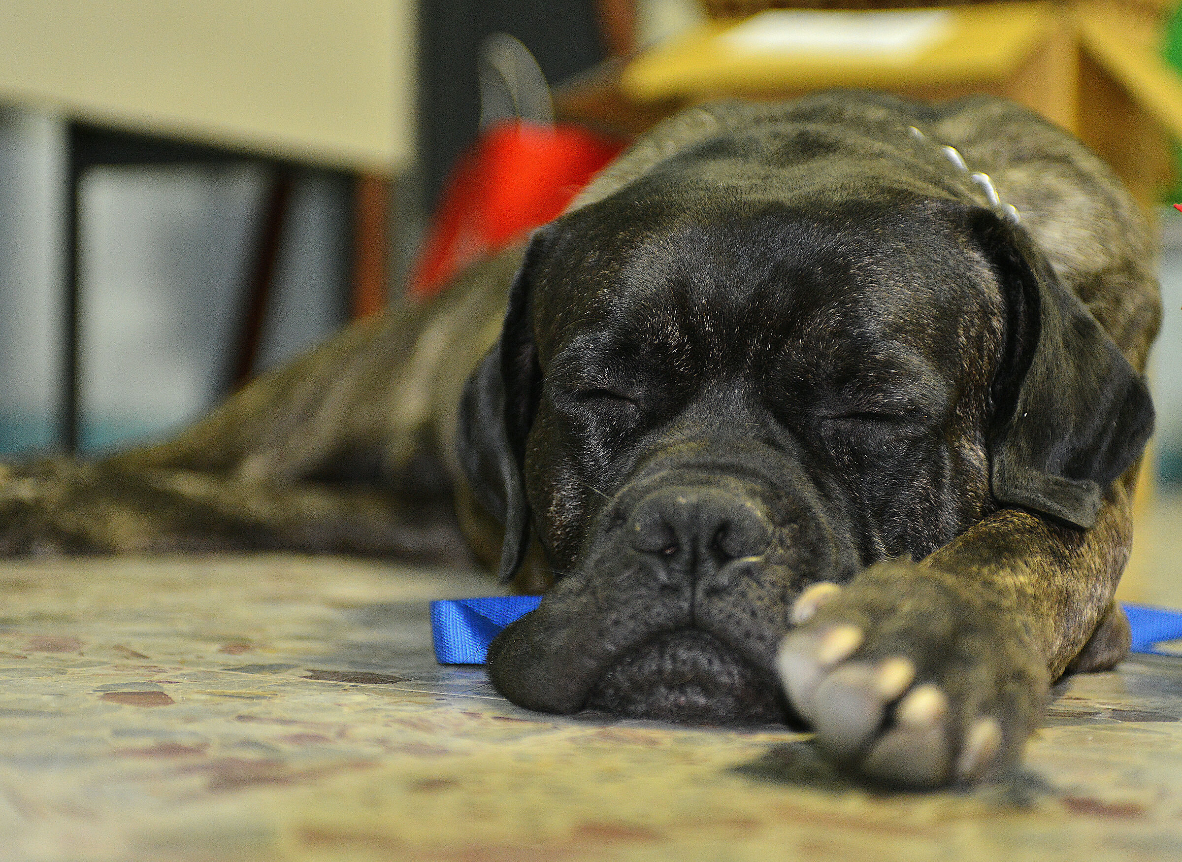 Non disturbare il can che dorme...