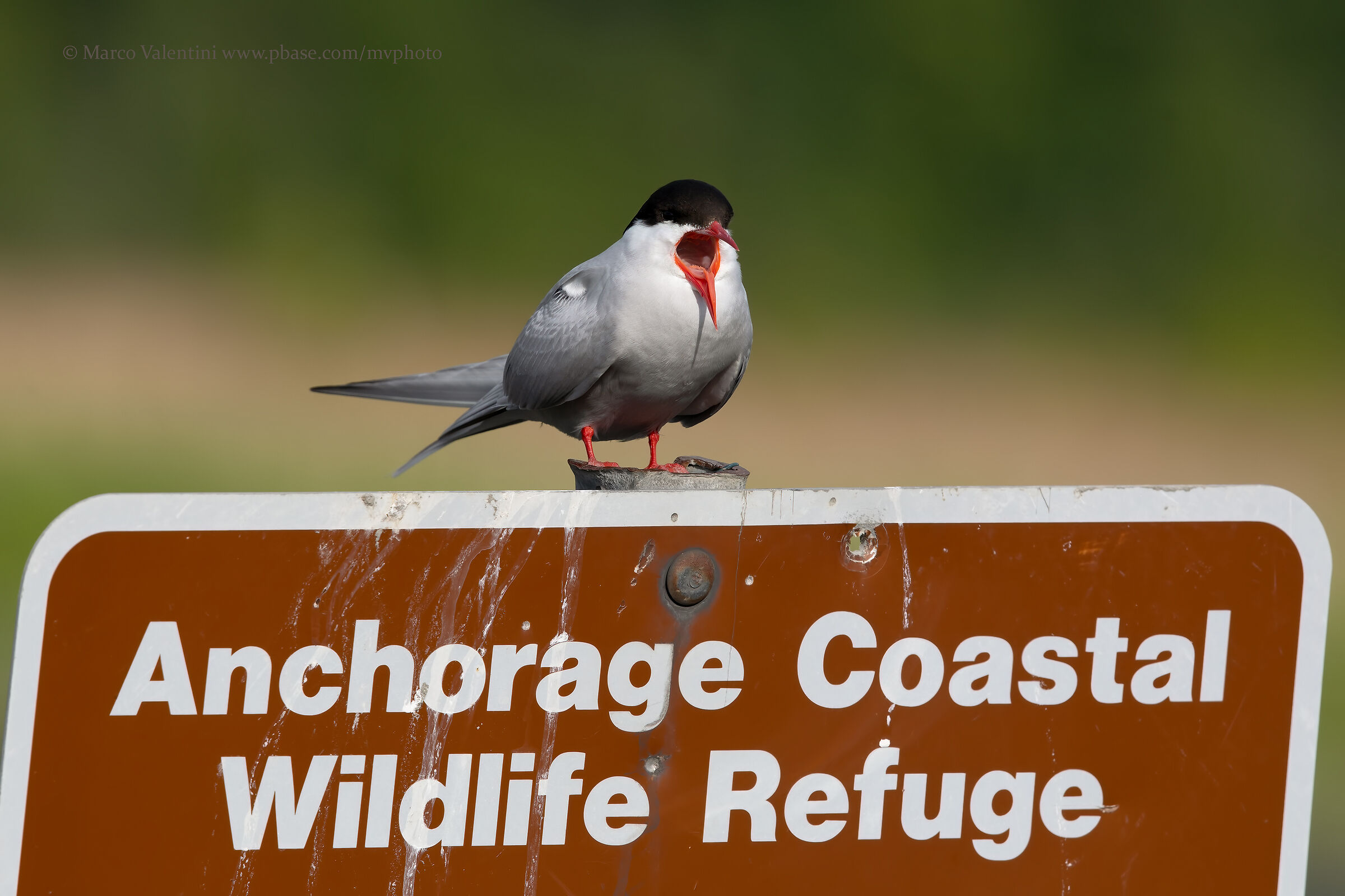Arctic tern