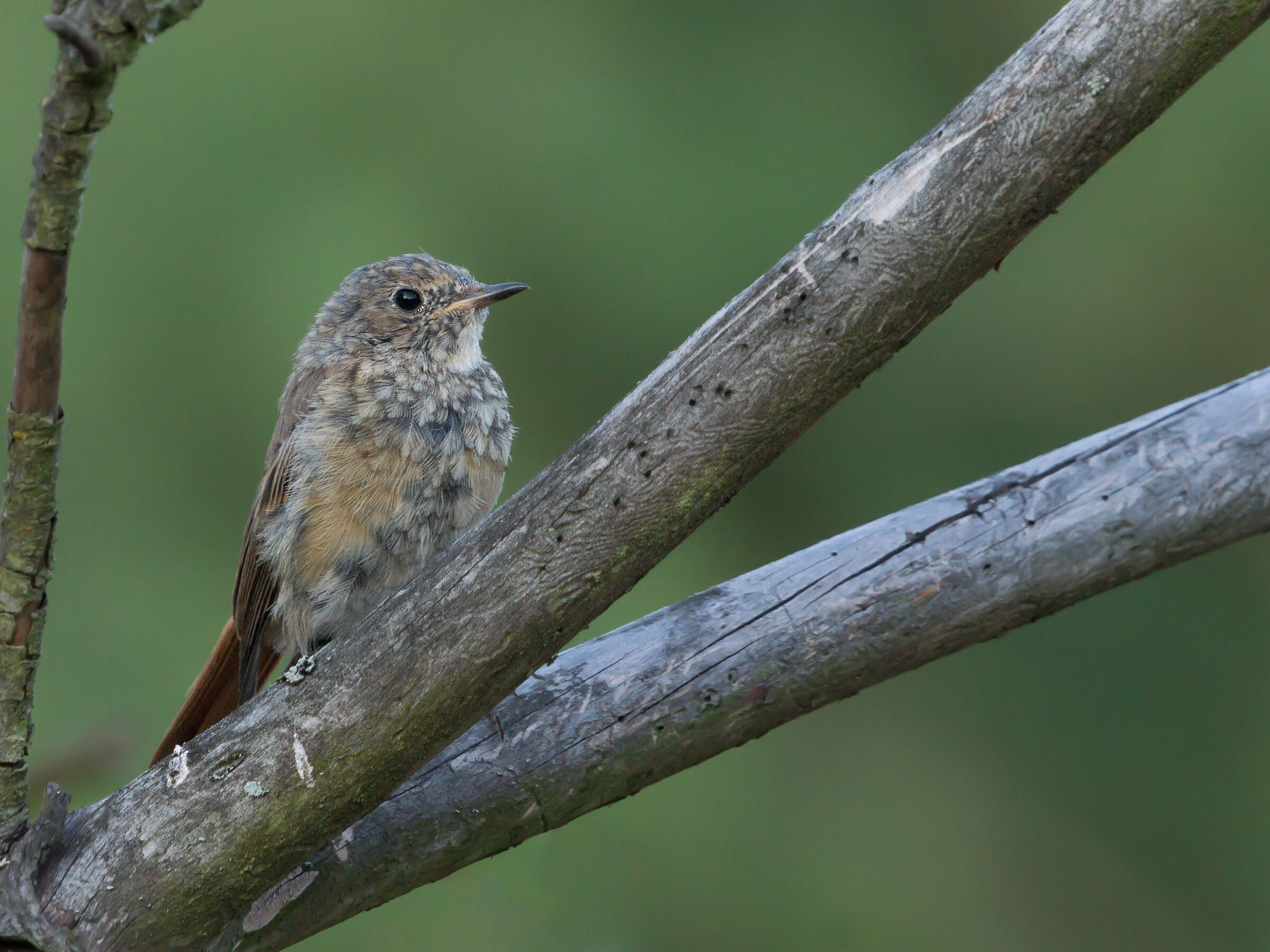 Common redstart (Phoenicurus phoenicurus)
