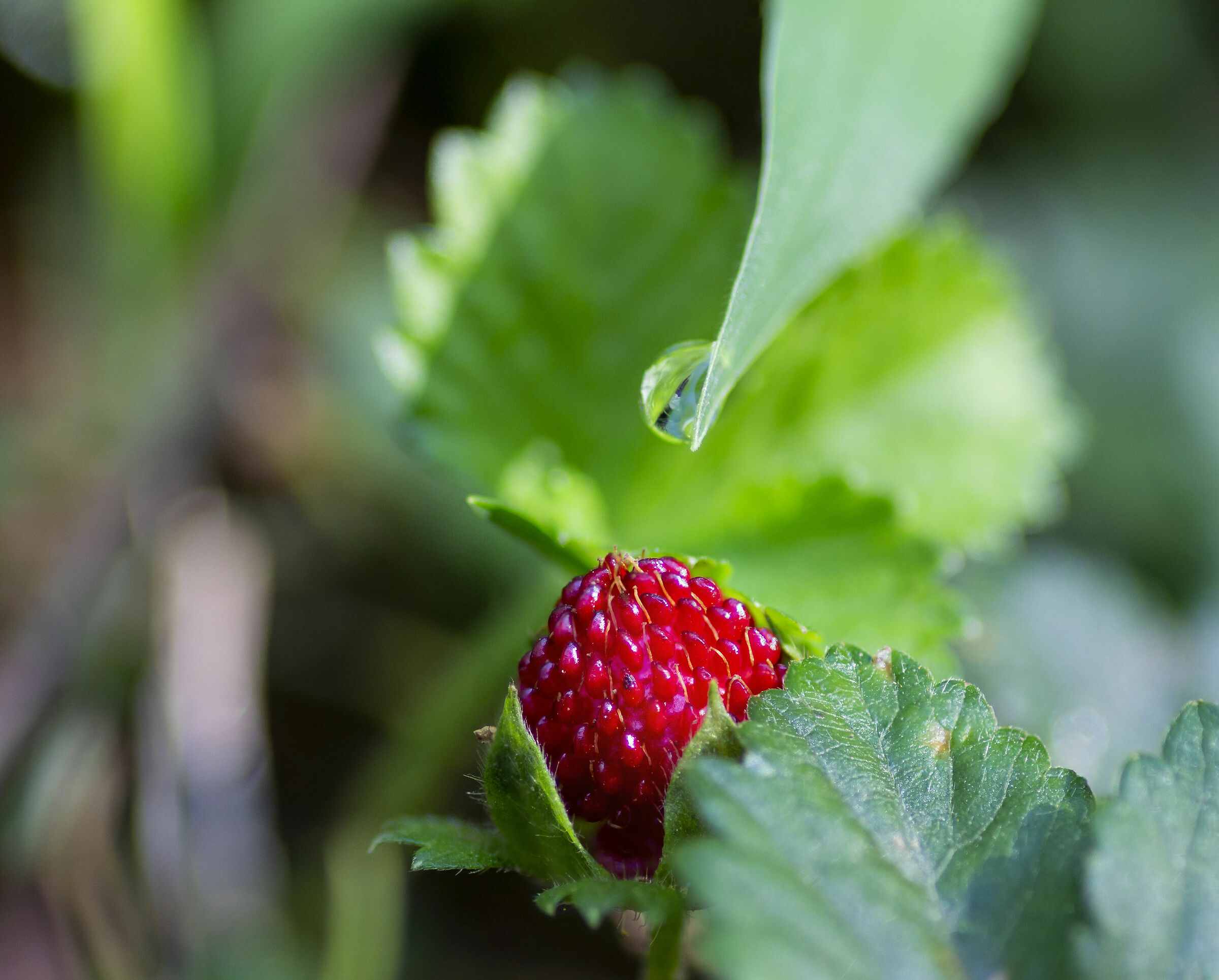 Forest strawberry