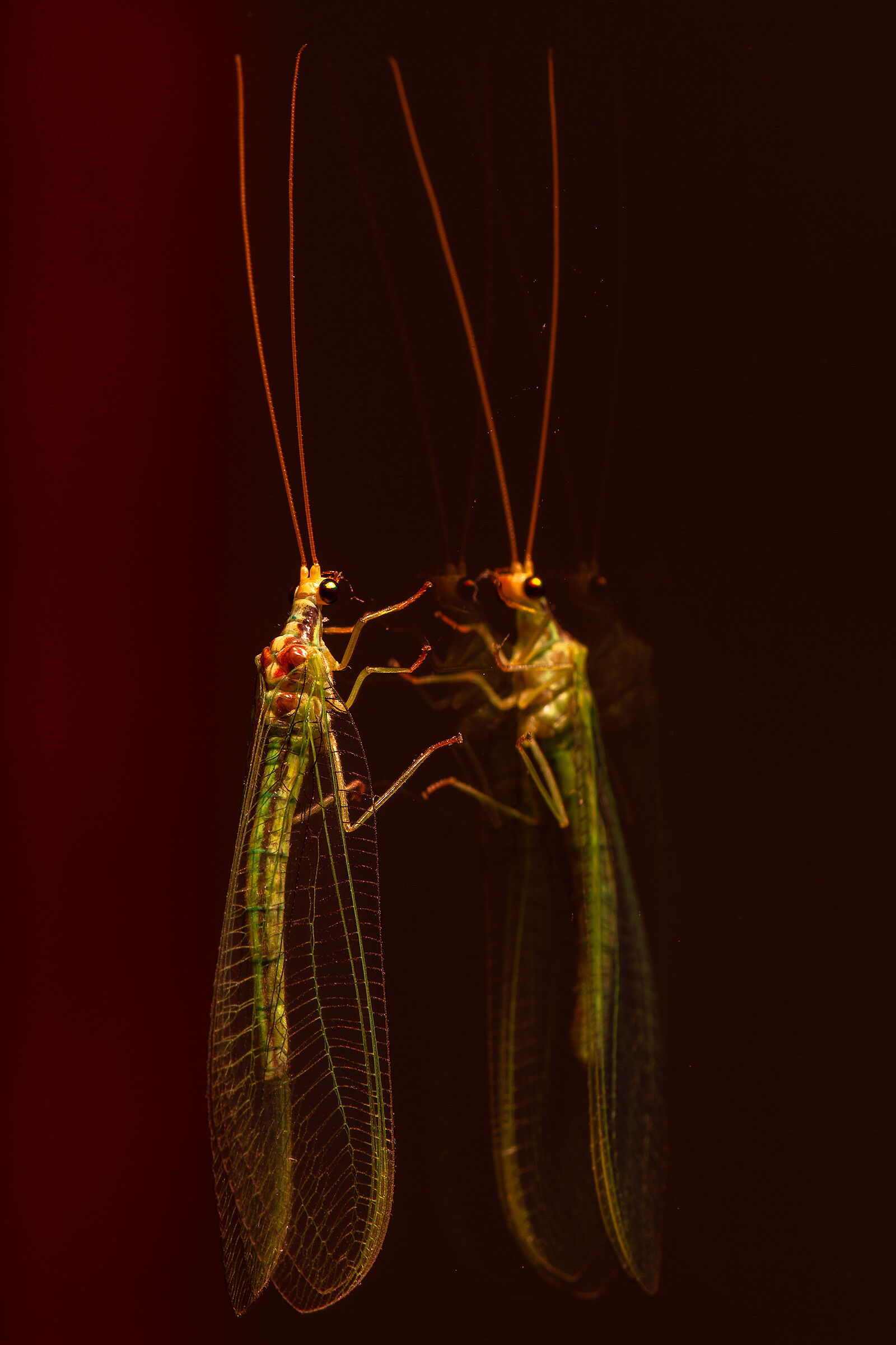 vanity in the mirror