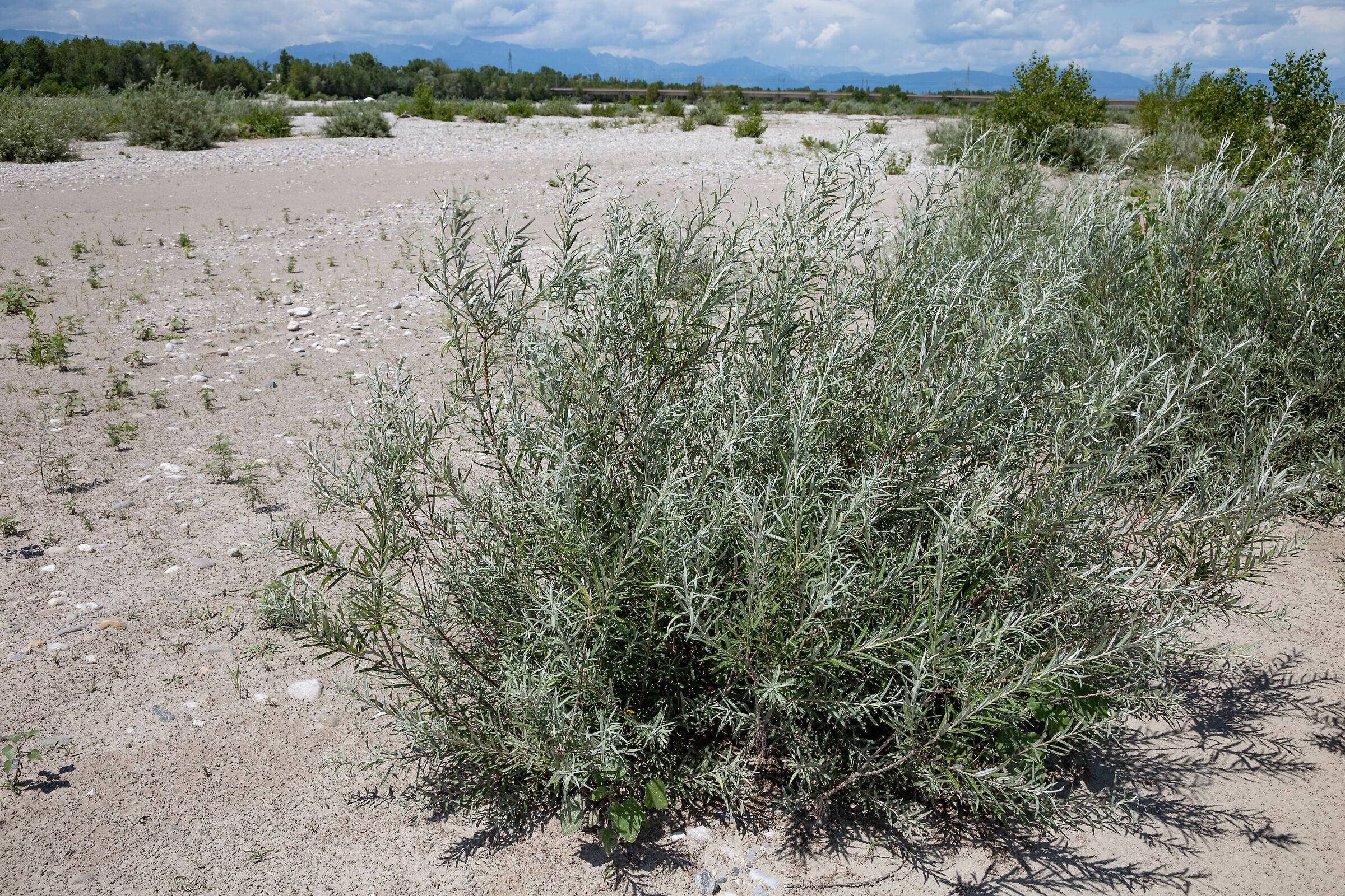 arbusti in tagliamento