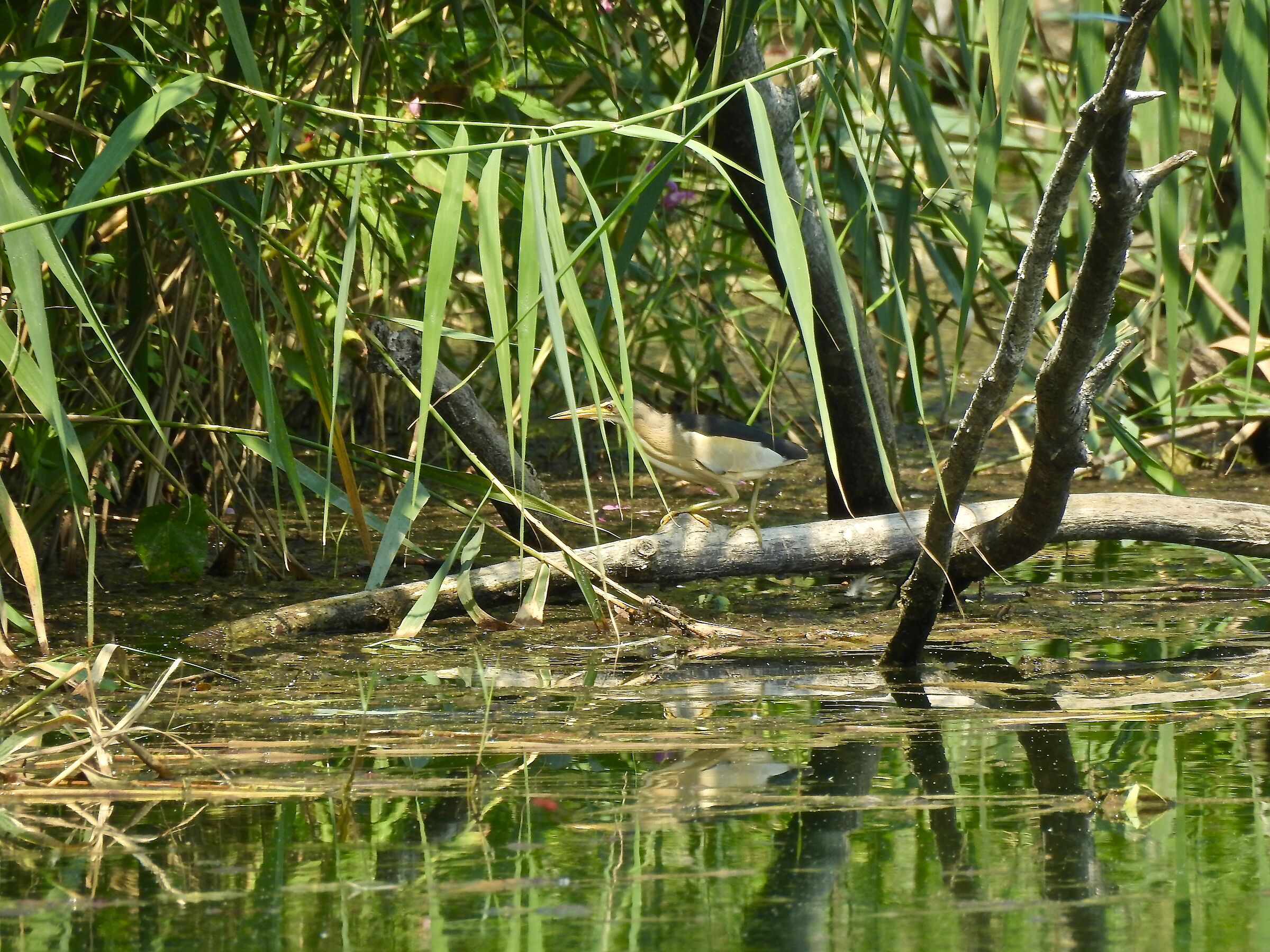 Tarabusino on the hunt