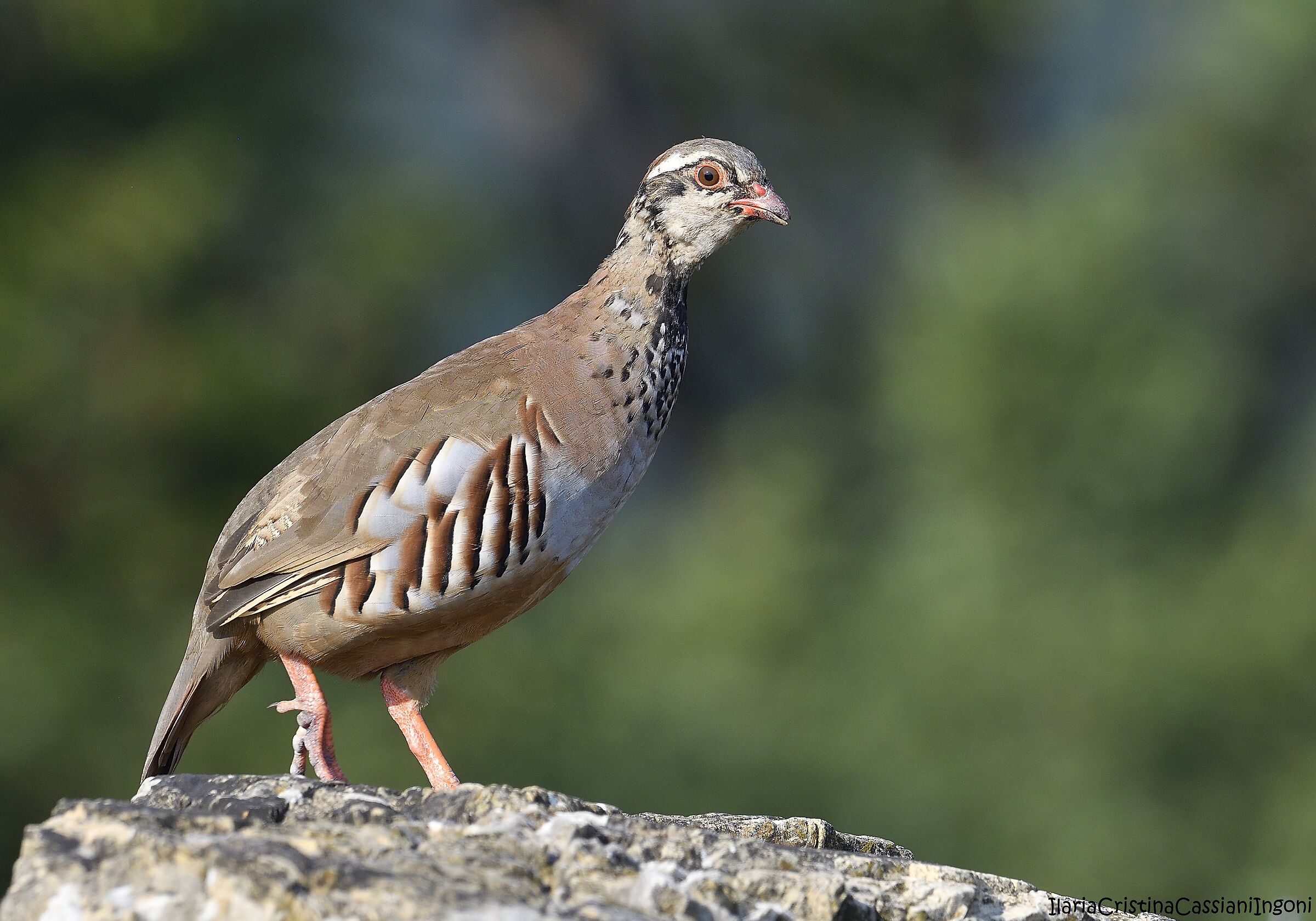 Male red partridge