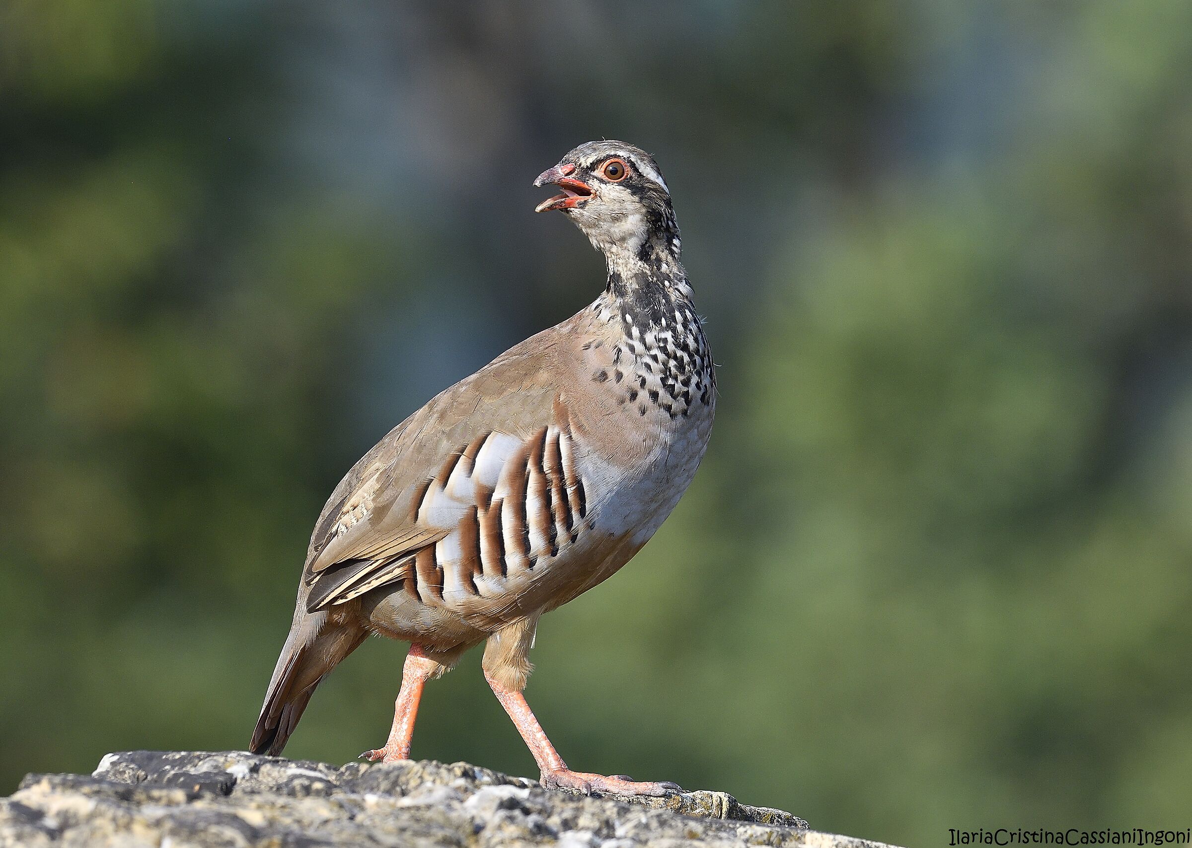 Male red partridge