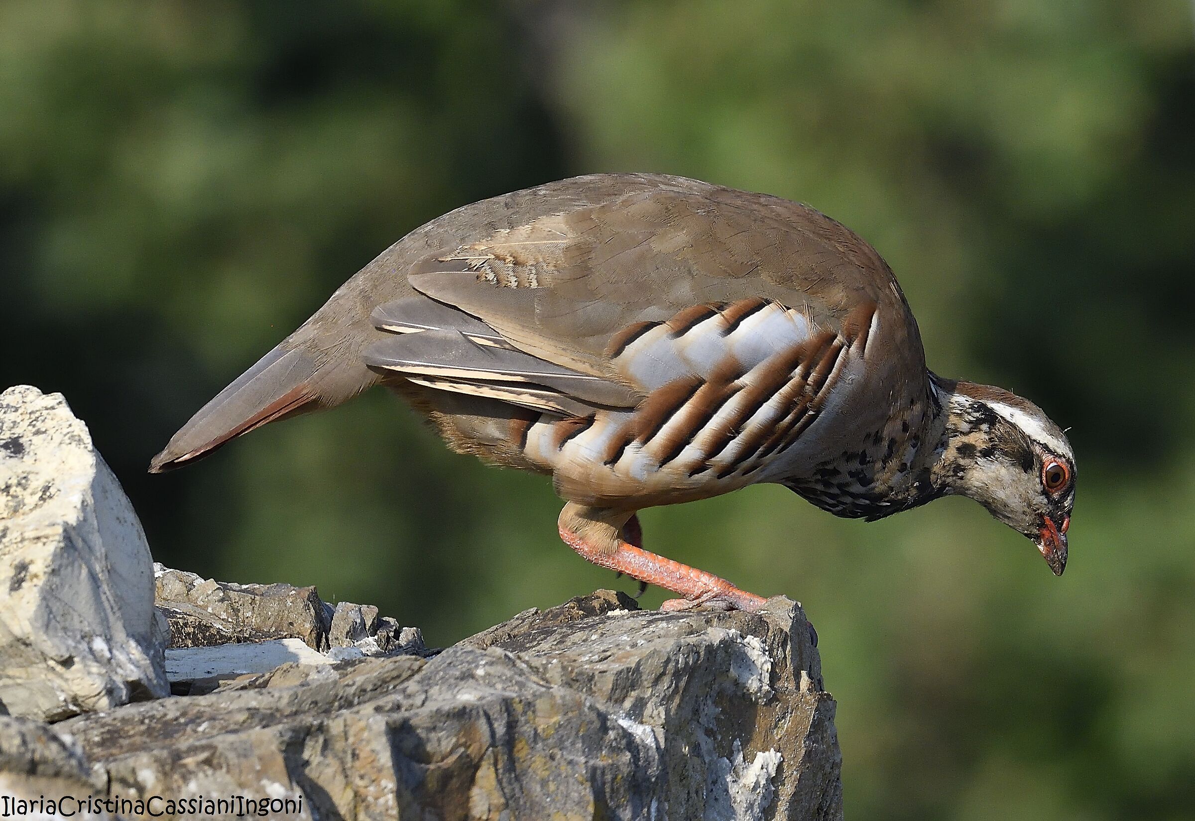 Male red partridge