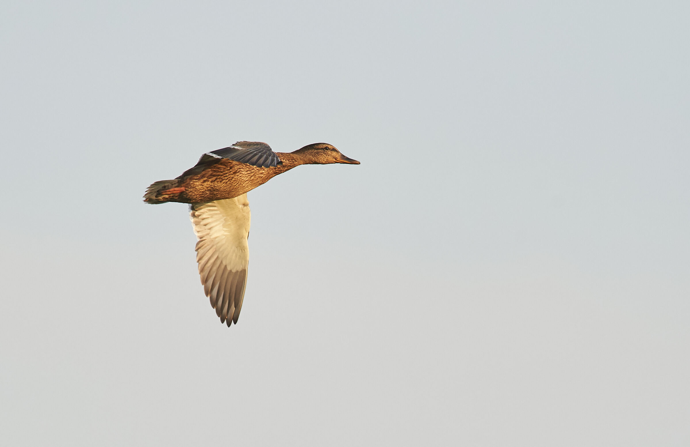 Mallard, female early morning