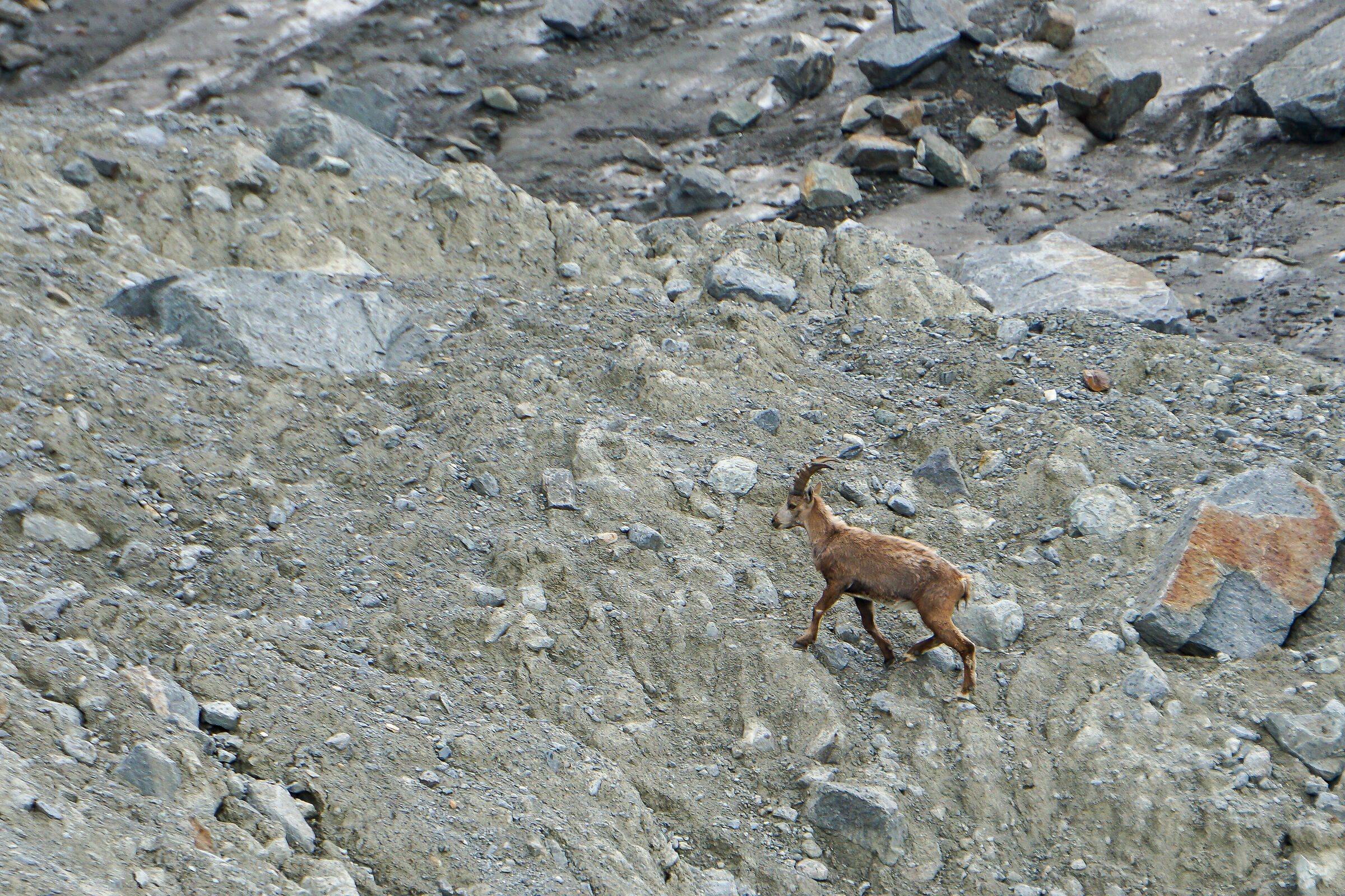 Stambecco ai piedi del ghiacciaio Fellaria