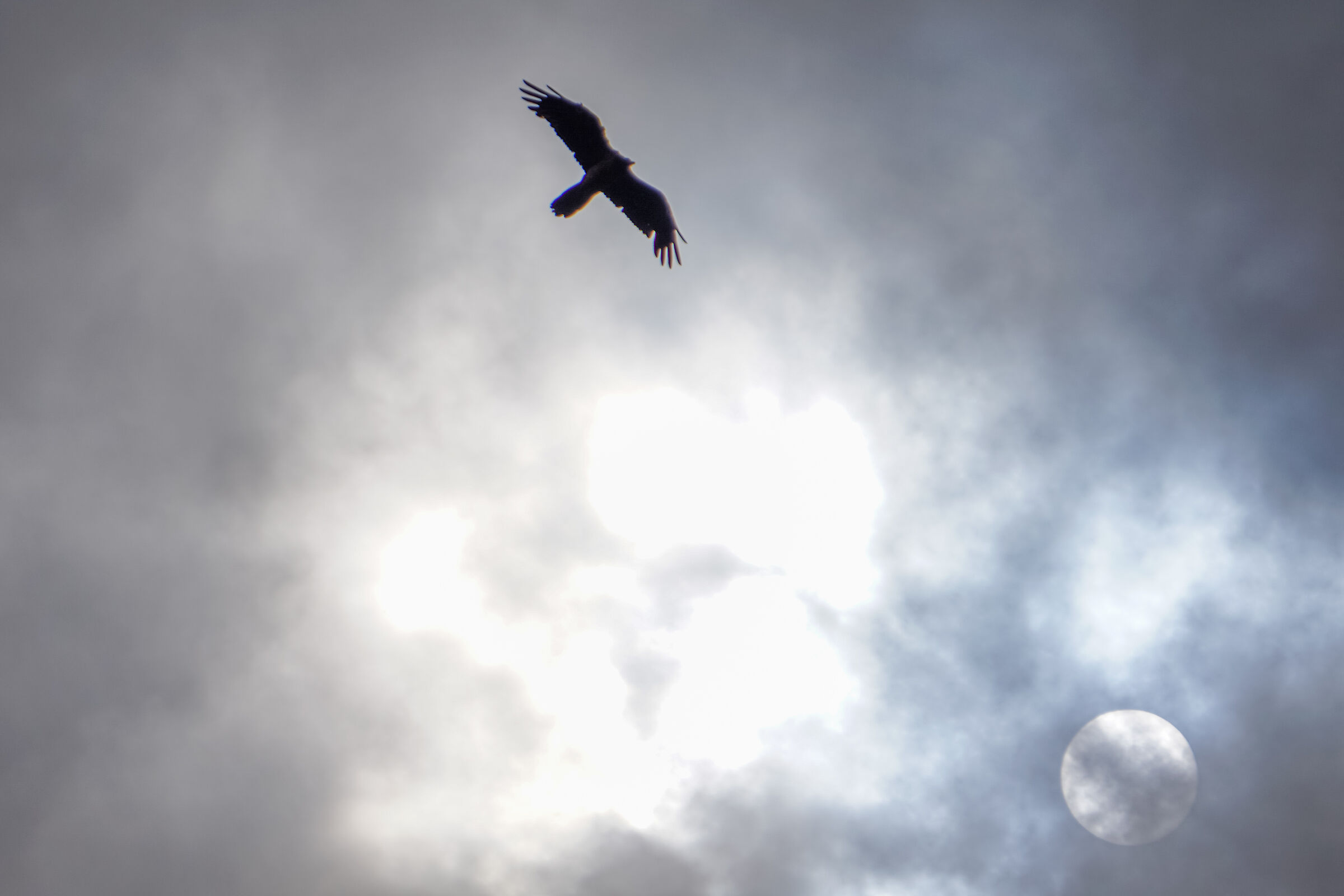 Gipeto in Alta Valmalenco