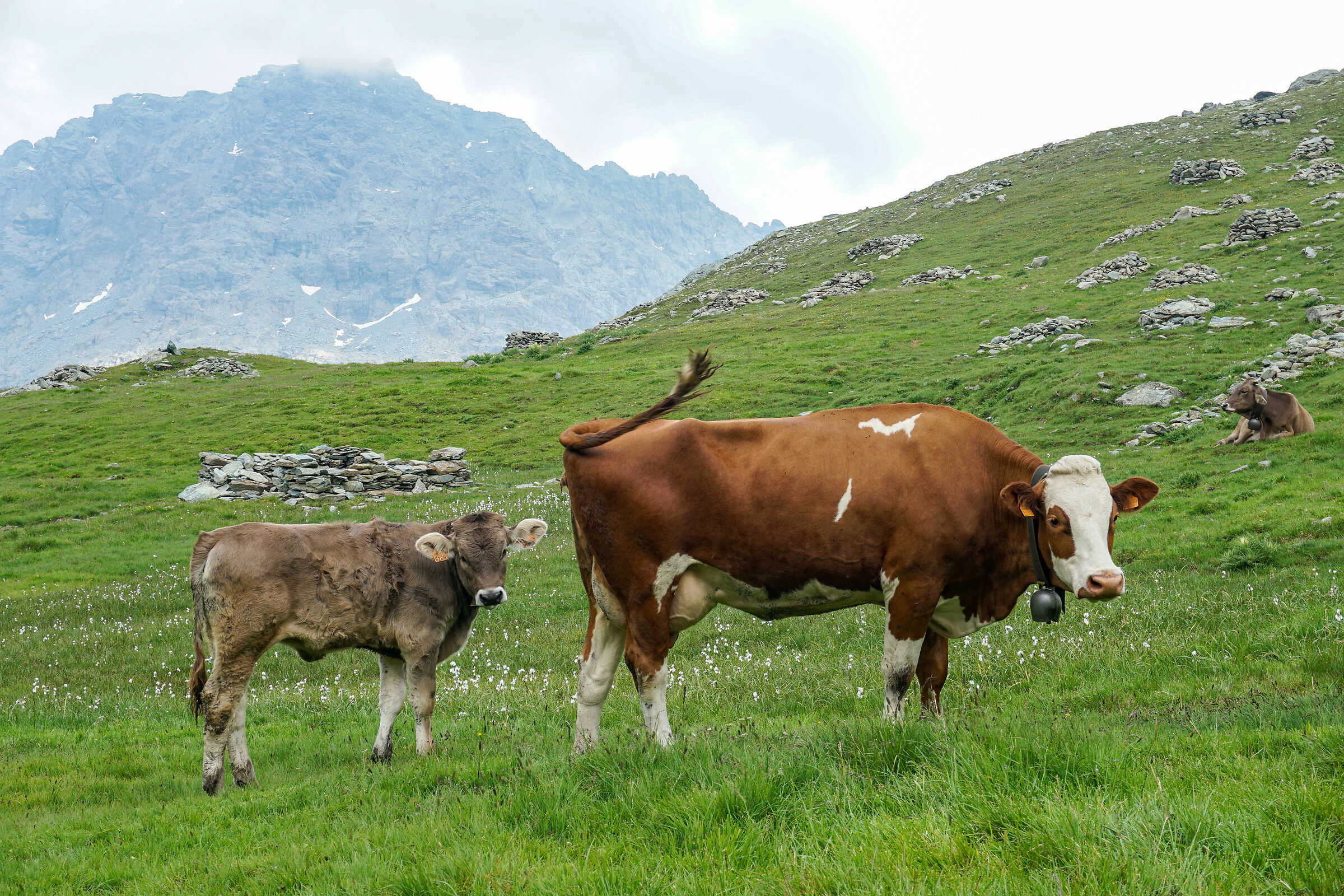 Mucca e Vitello in Valmalenco