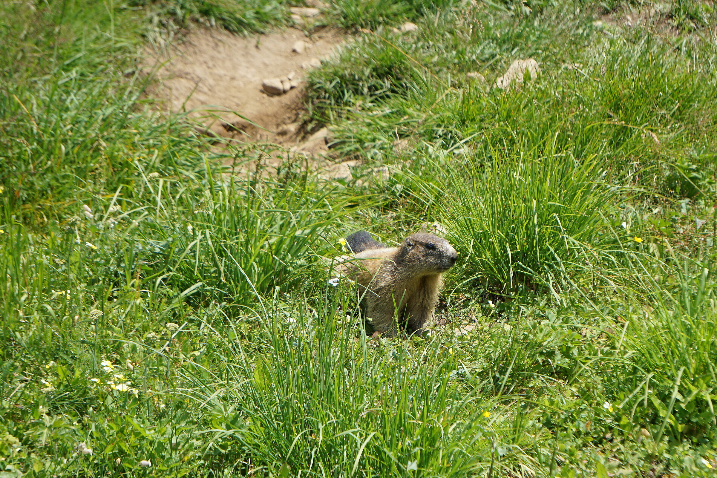 Marmotta in Valmalenco