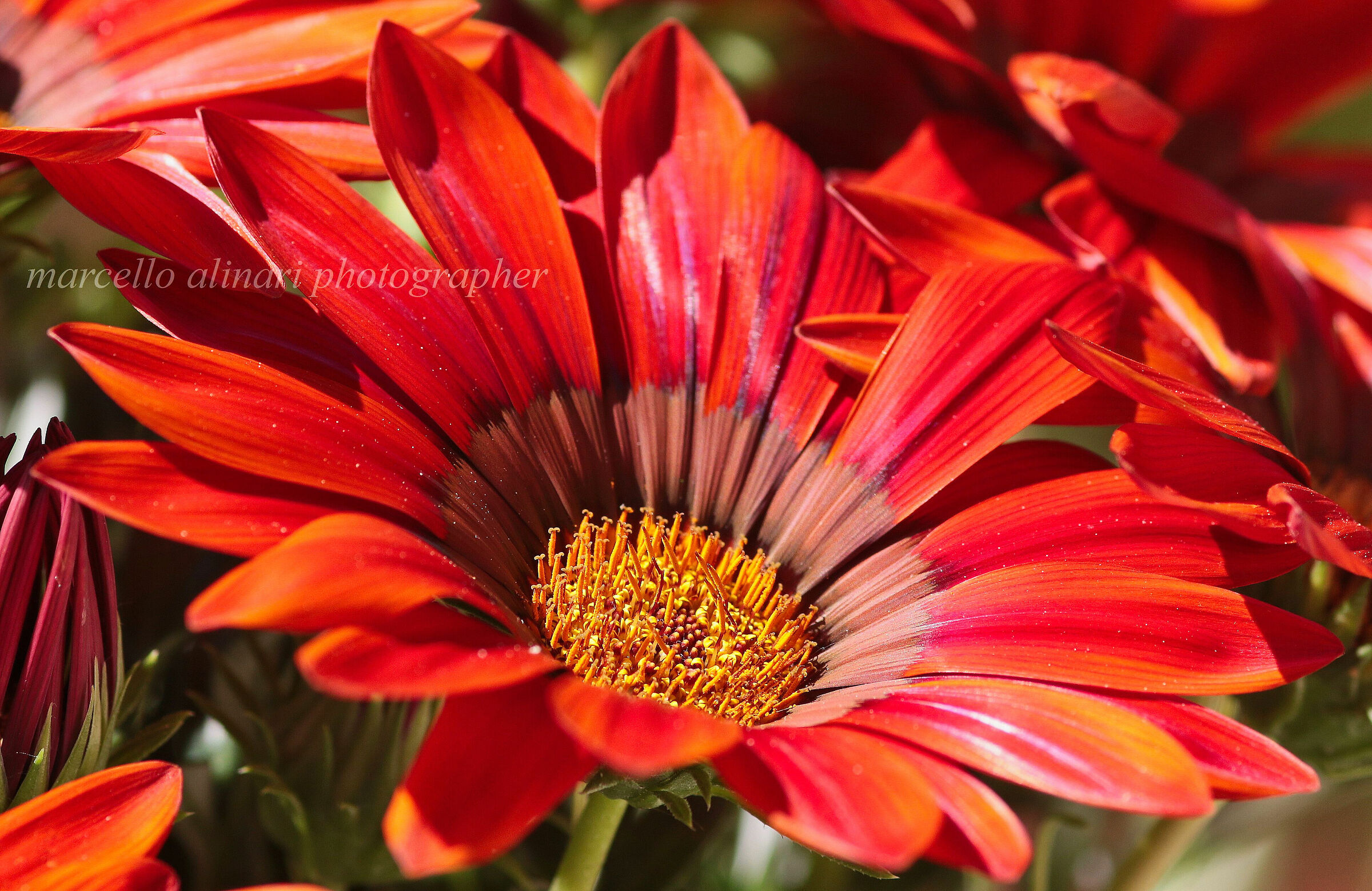 gazania rossa.