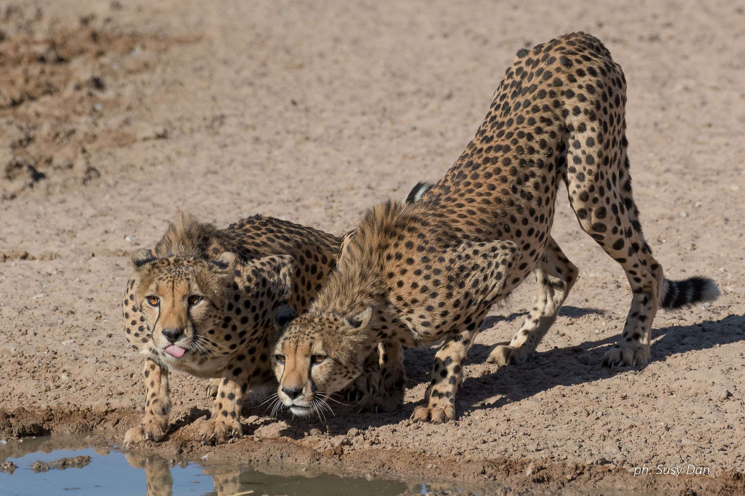 Drinking cheetahs