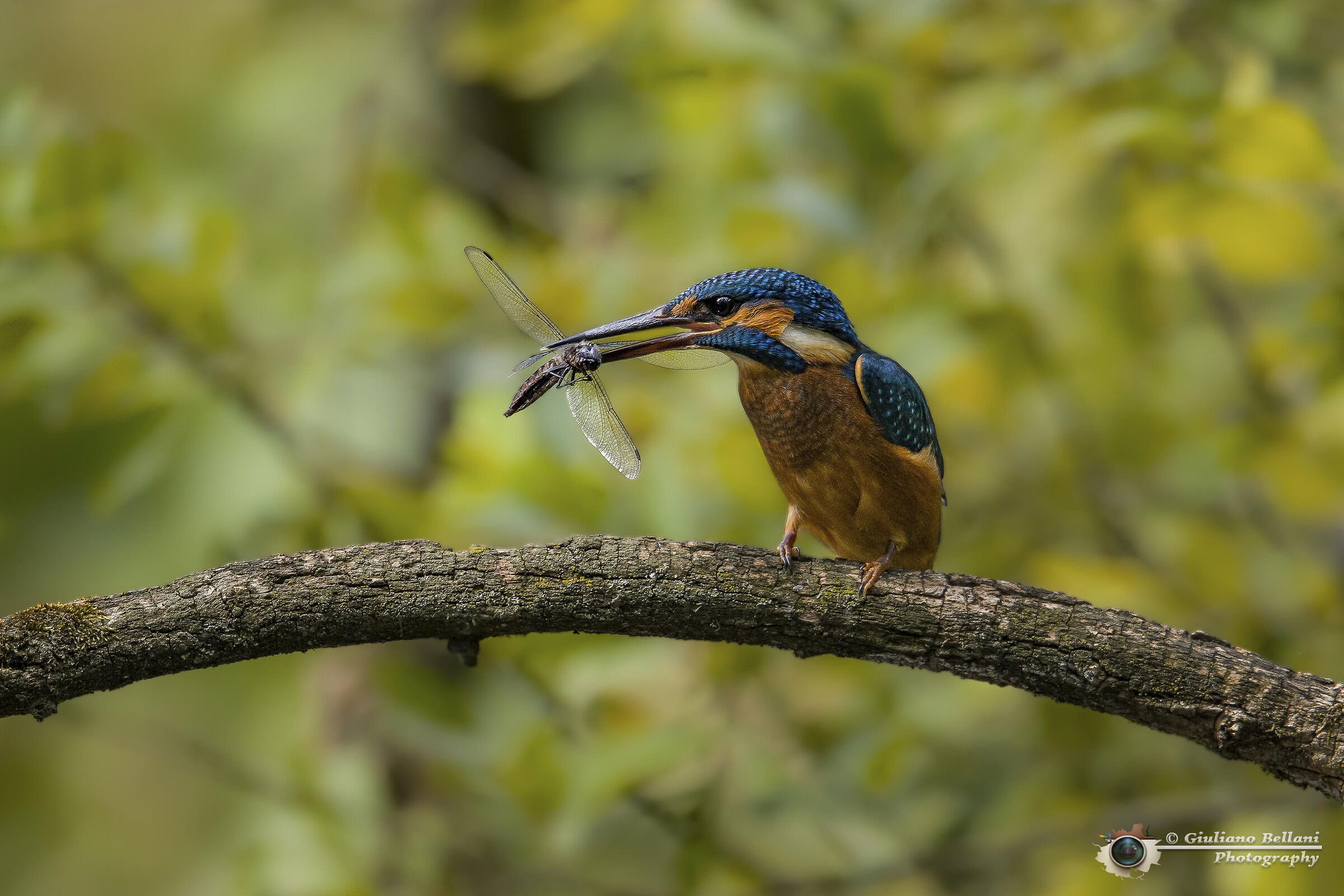 Martin Pescatore.......