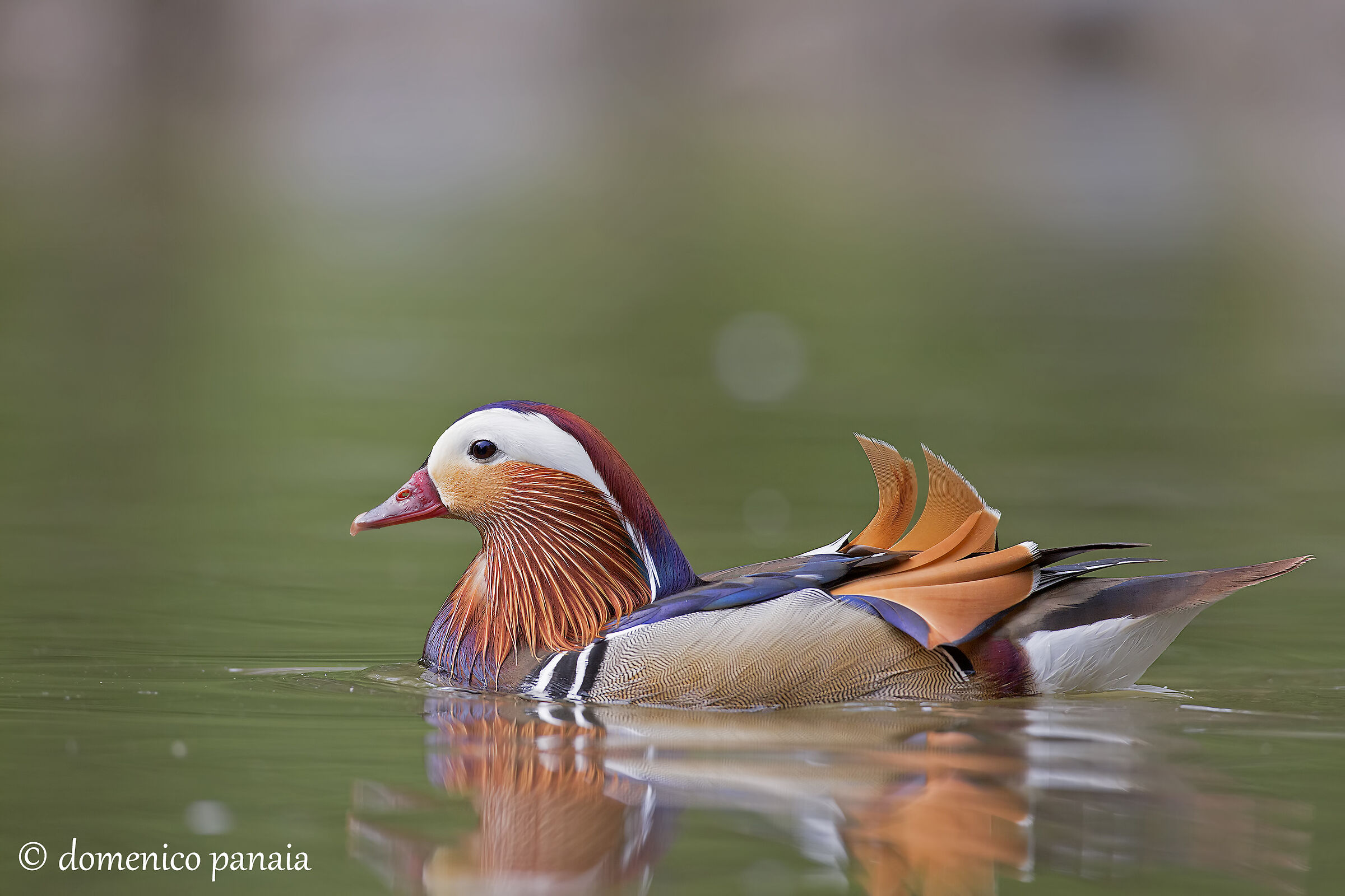 mandarin duck