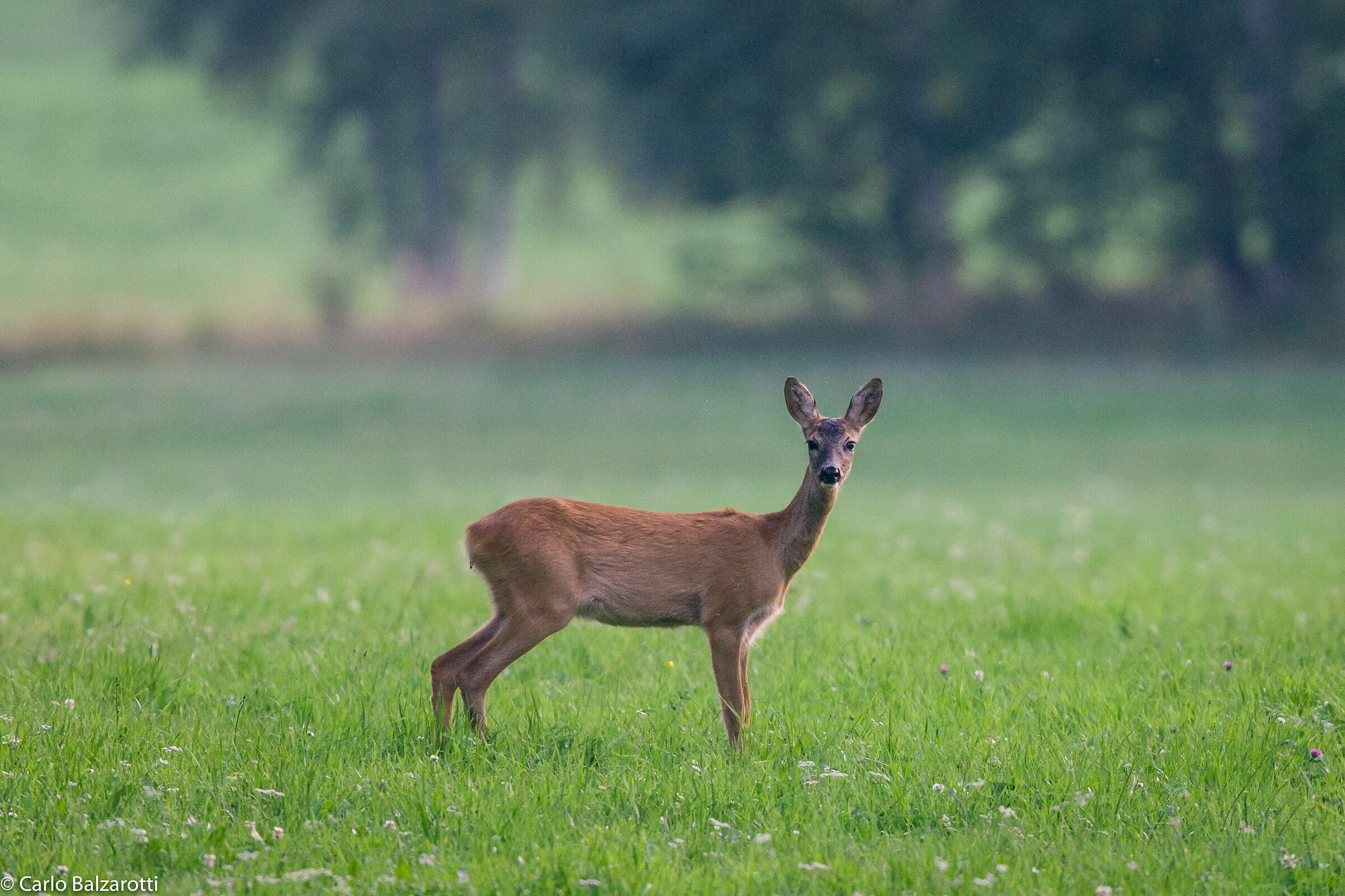 Roe deer in the big lawn