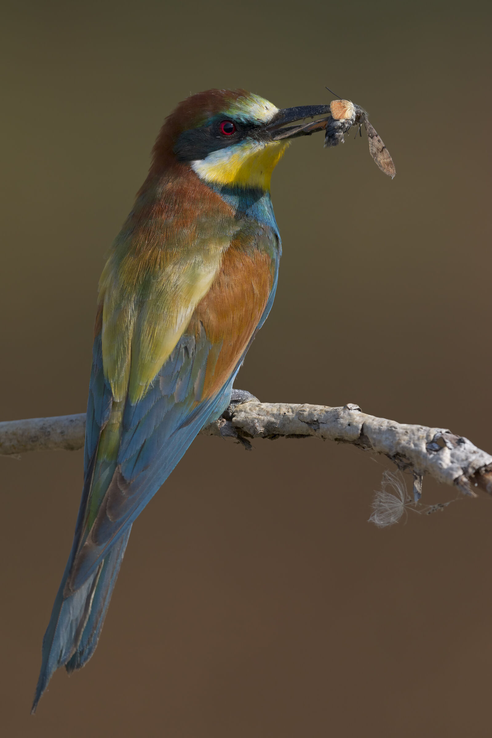 Gruccione with hummingbird sphinx