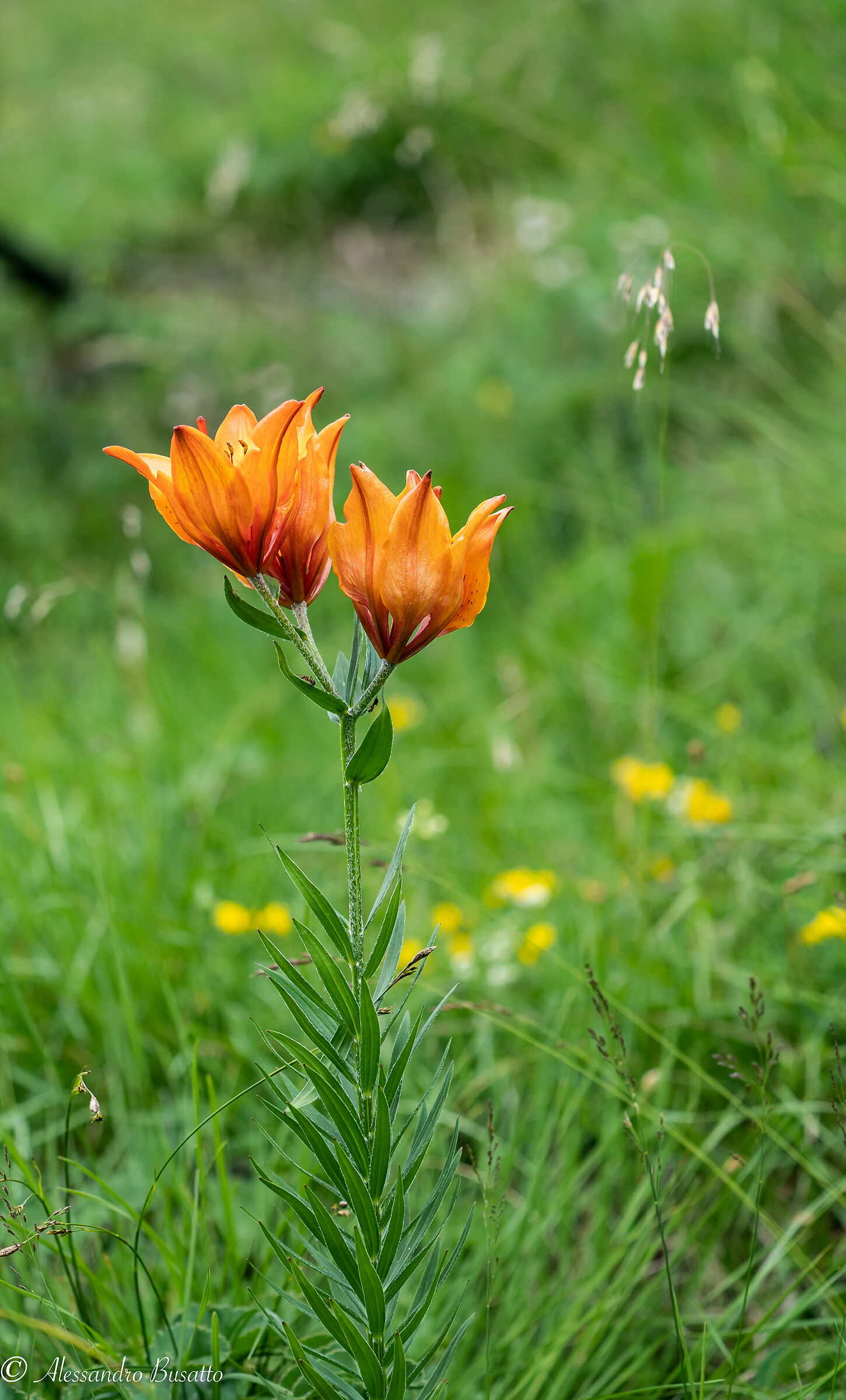 Giglio di s. Giovanni