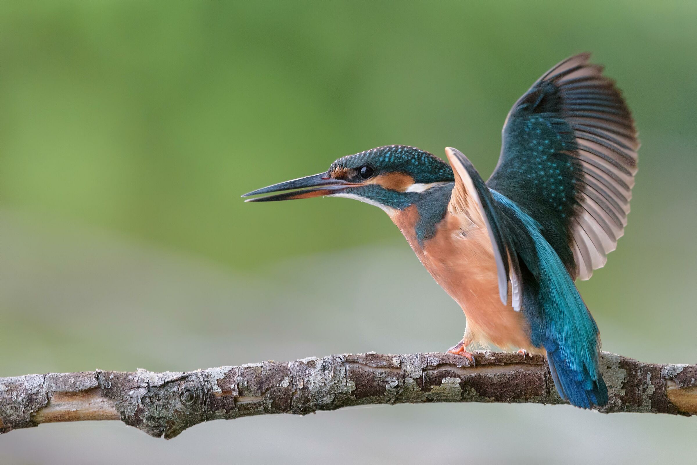 Via!! this branch is mine!