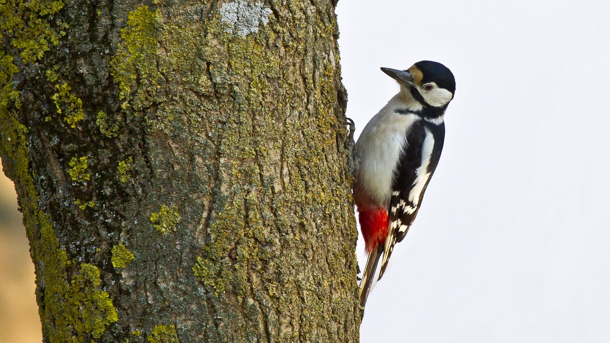 Un Picchio rosso maggiore in giardino