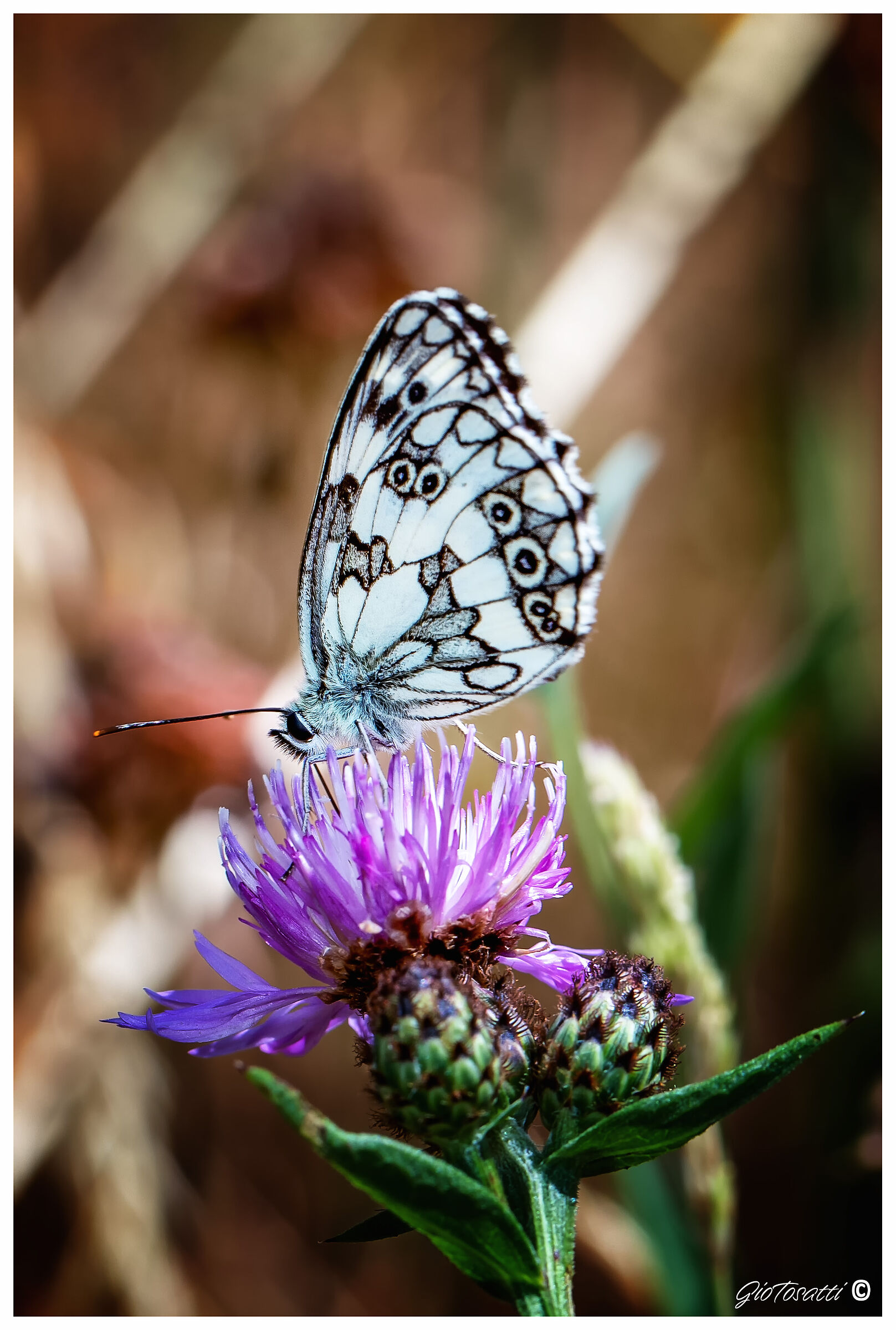 Melanargia galathea