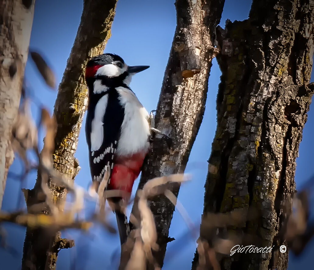 Picchio rosso maggiore