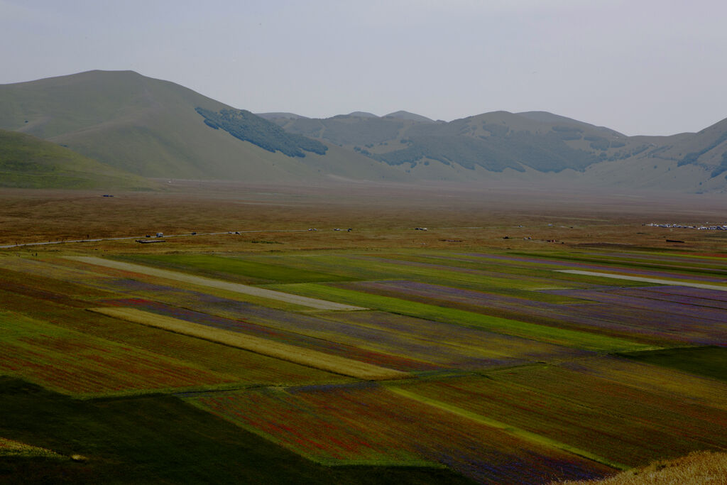 Castelluccio Mosaic