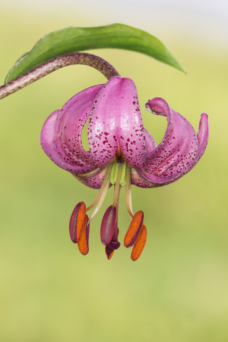 Giglio martagone (Lilium martagon) ...