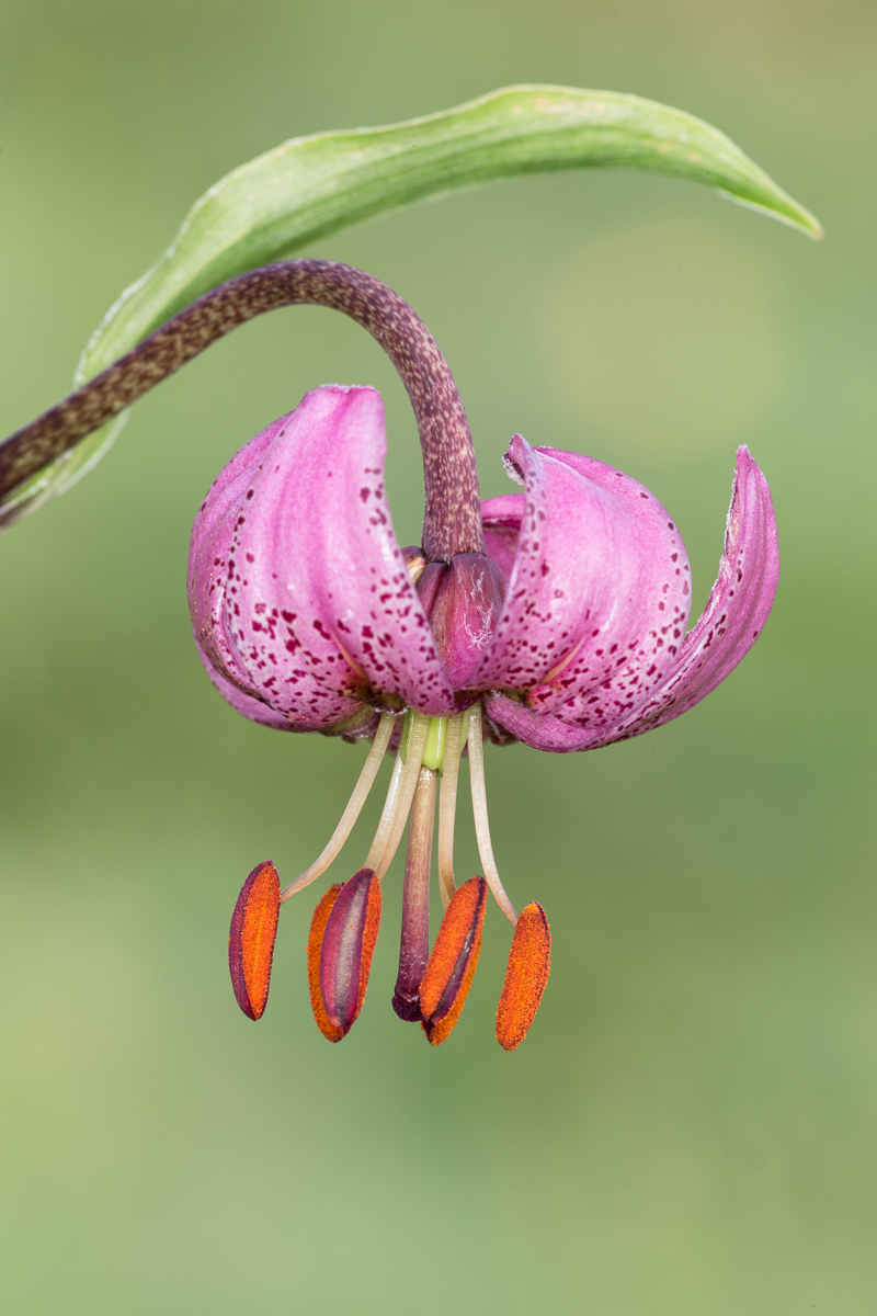 Giglio martagone (Lilium martagon) ...