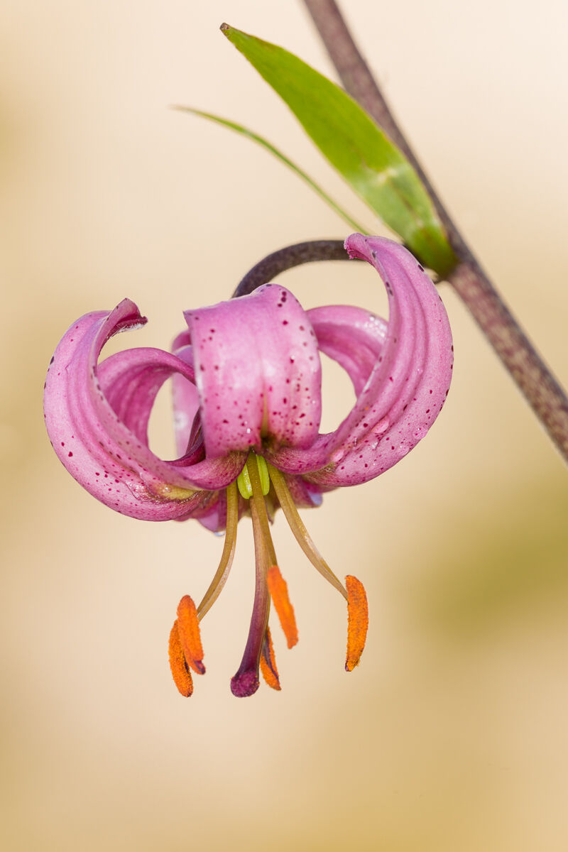 Giglio martagone (Lilium martagon) ...