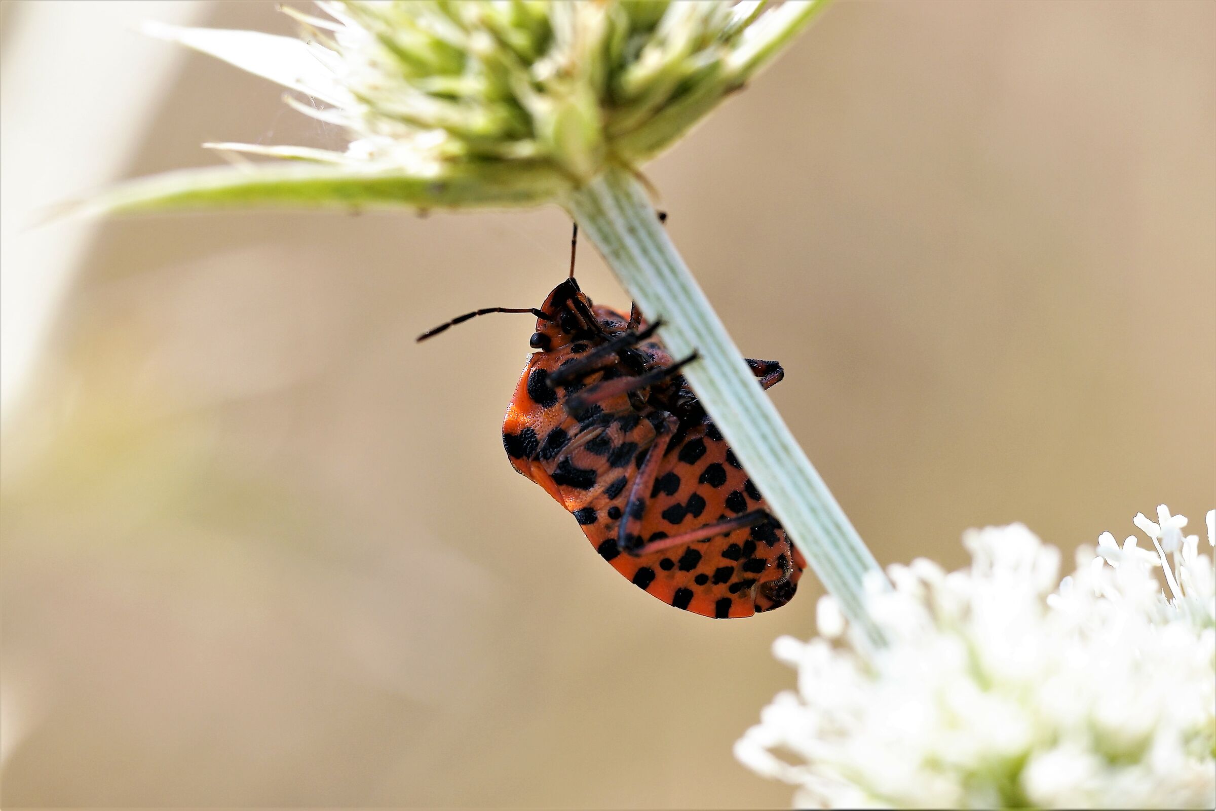 orange and black cimoce