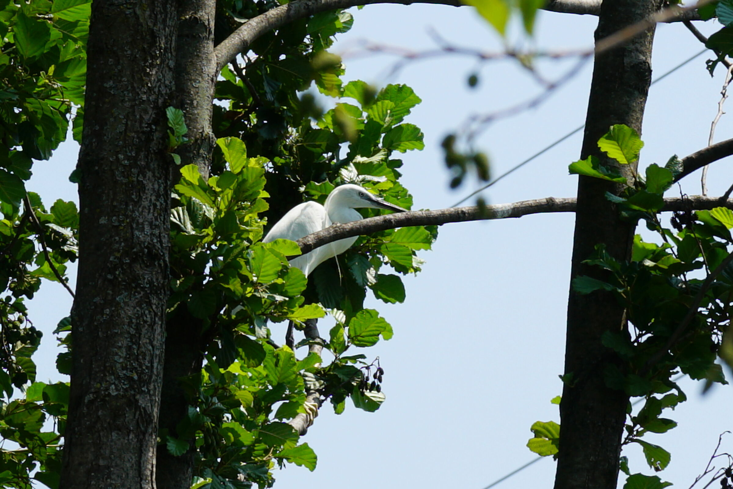 the hut of the egret