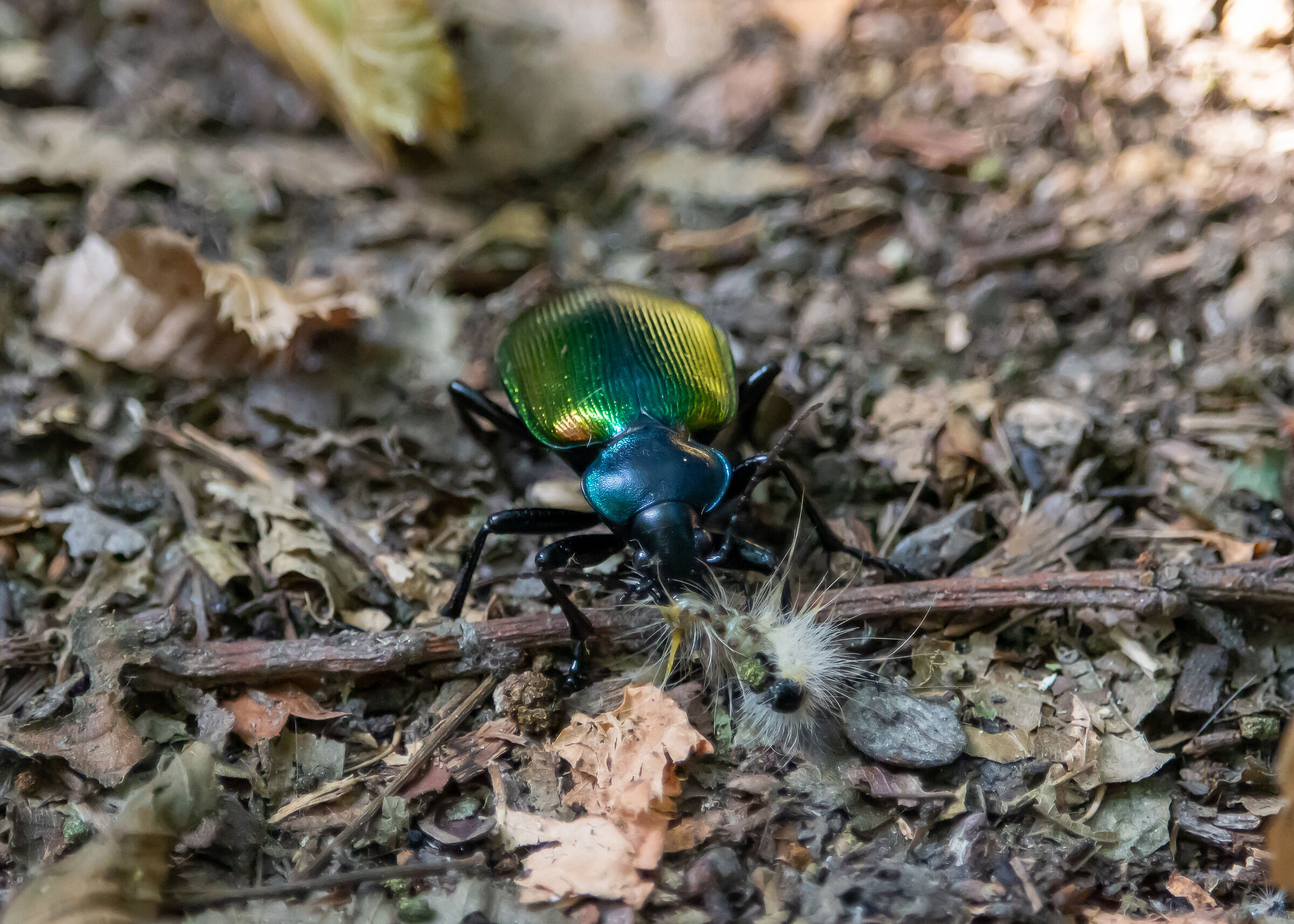 Calosoma sycophanta