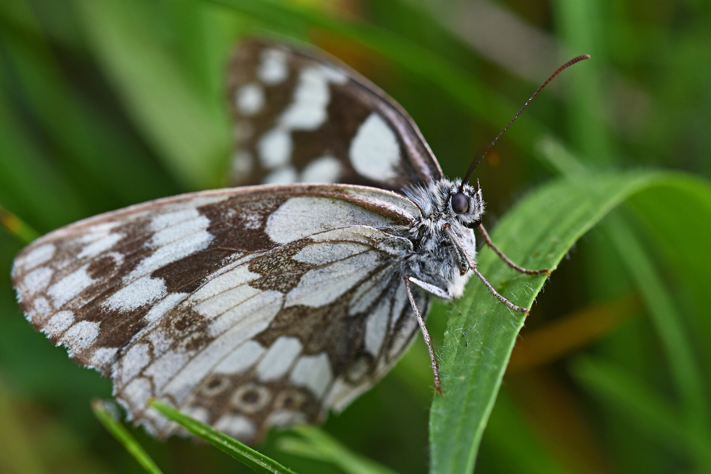 Melanargia galathea