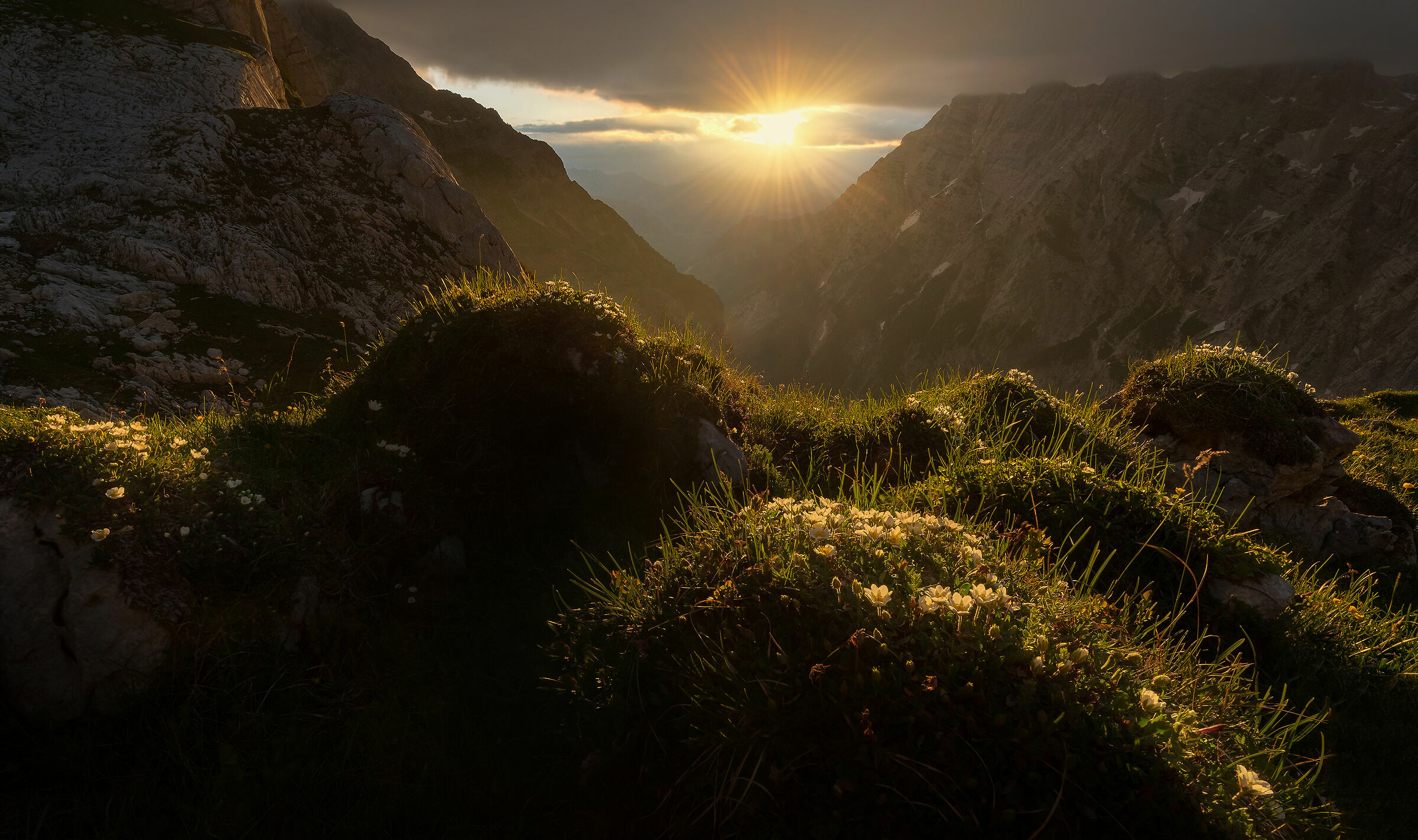 Mountain flowers in the morning