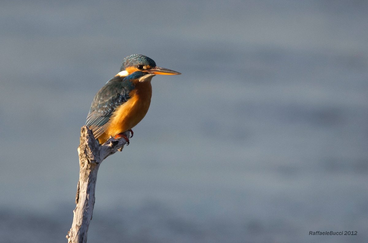 Ancora Martin Pescatore