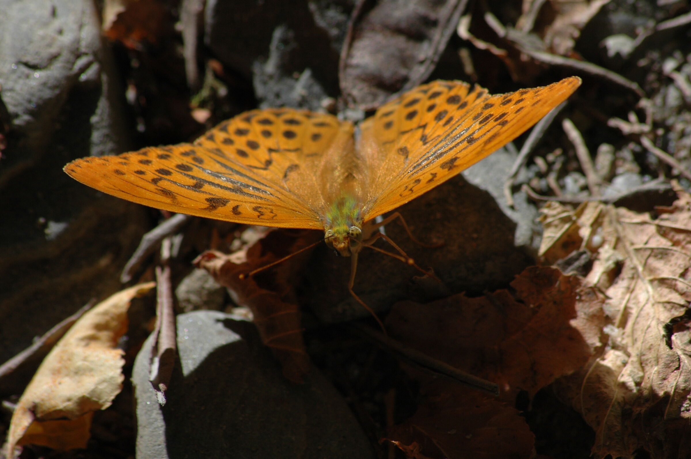 Argynnis paphia