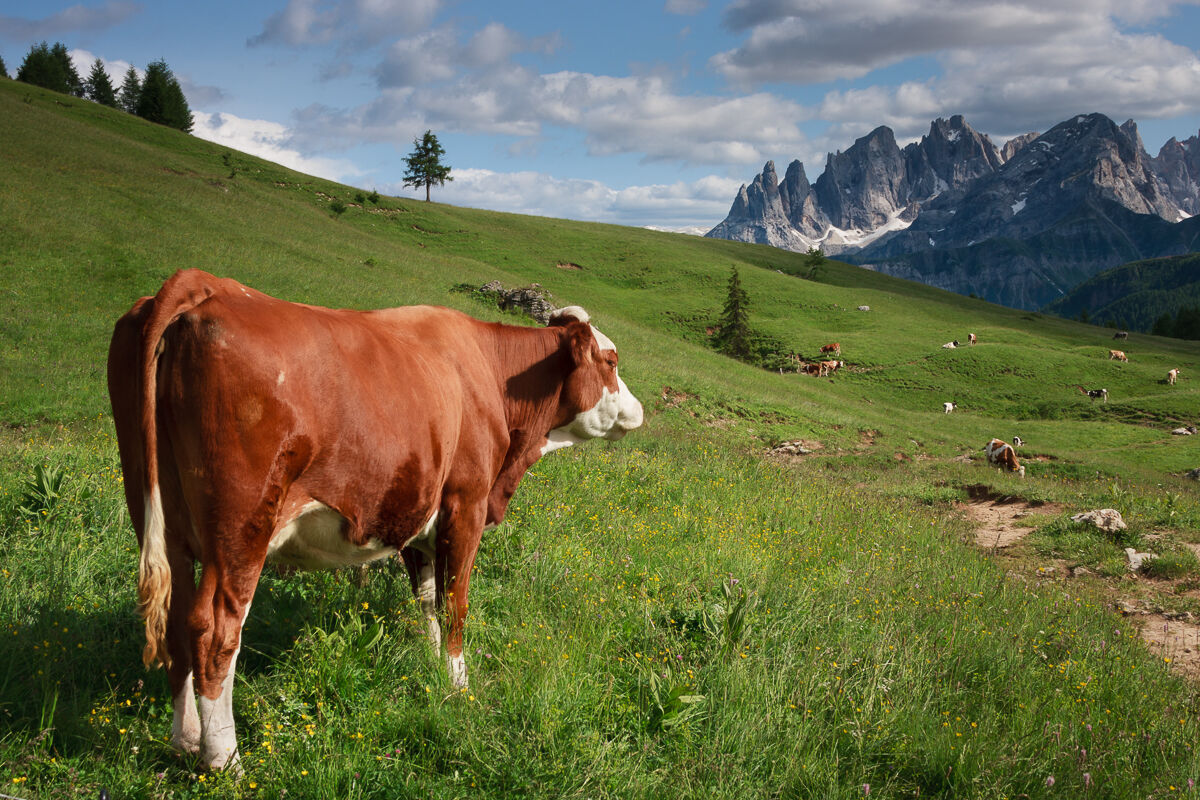 Pasture with a view ...